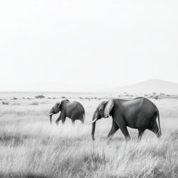 Djur
