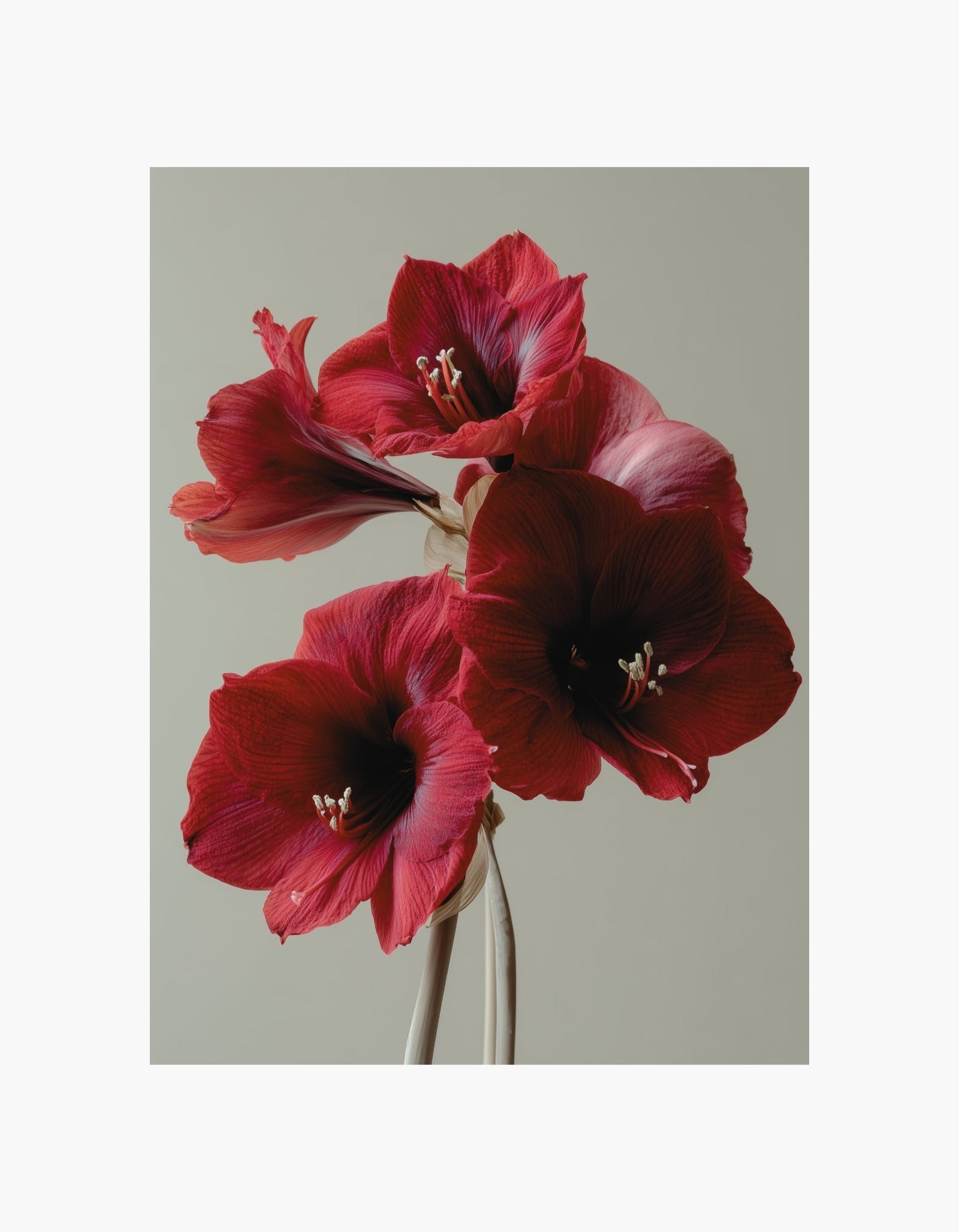 Red Amaryllis Poster