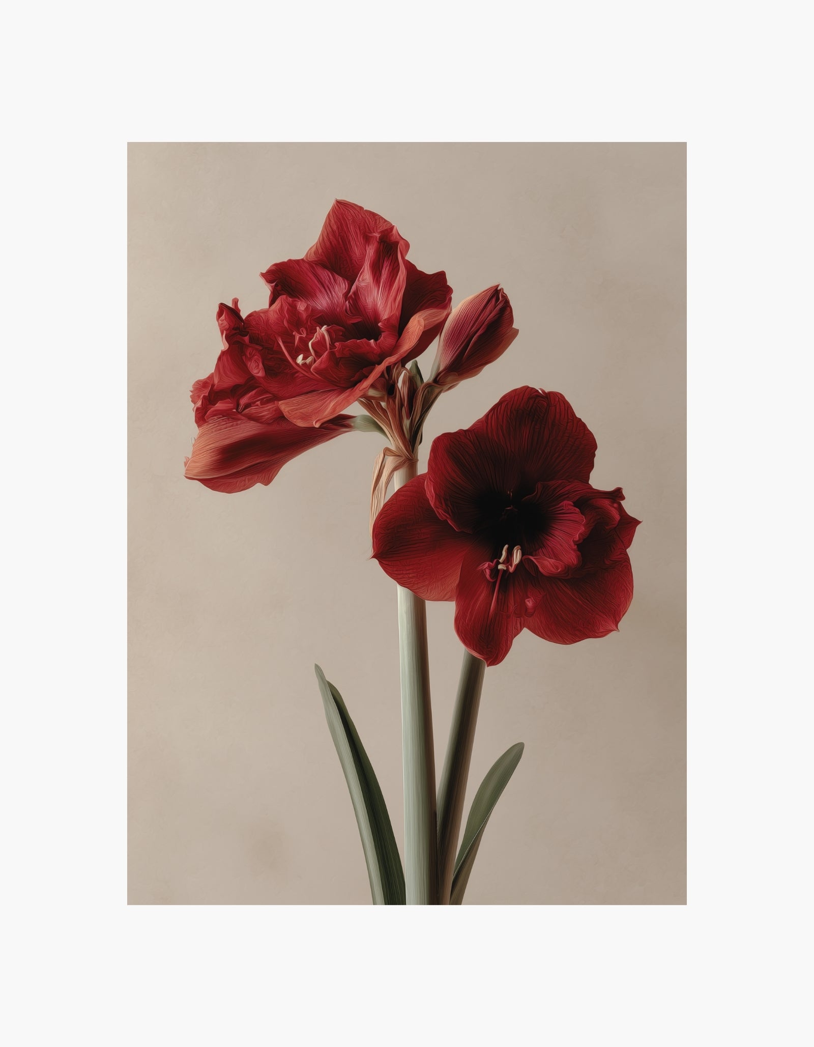 Red Amaryllis Poster