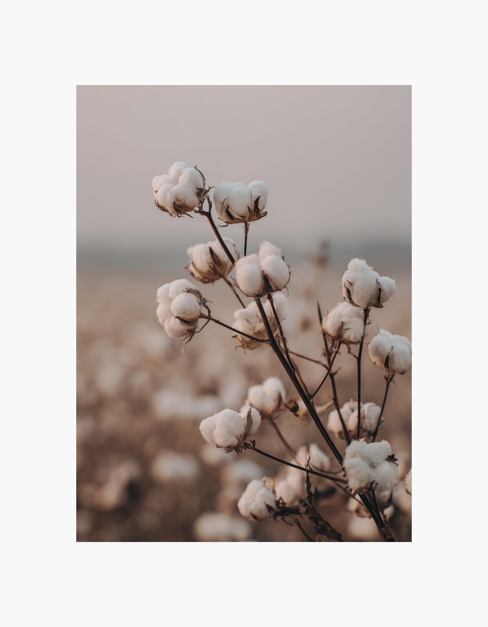 Cotton Field Poster