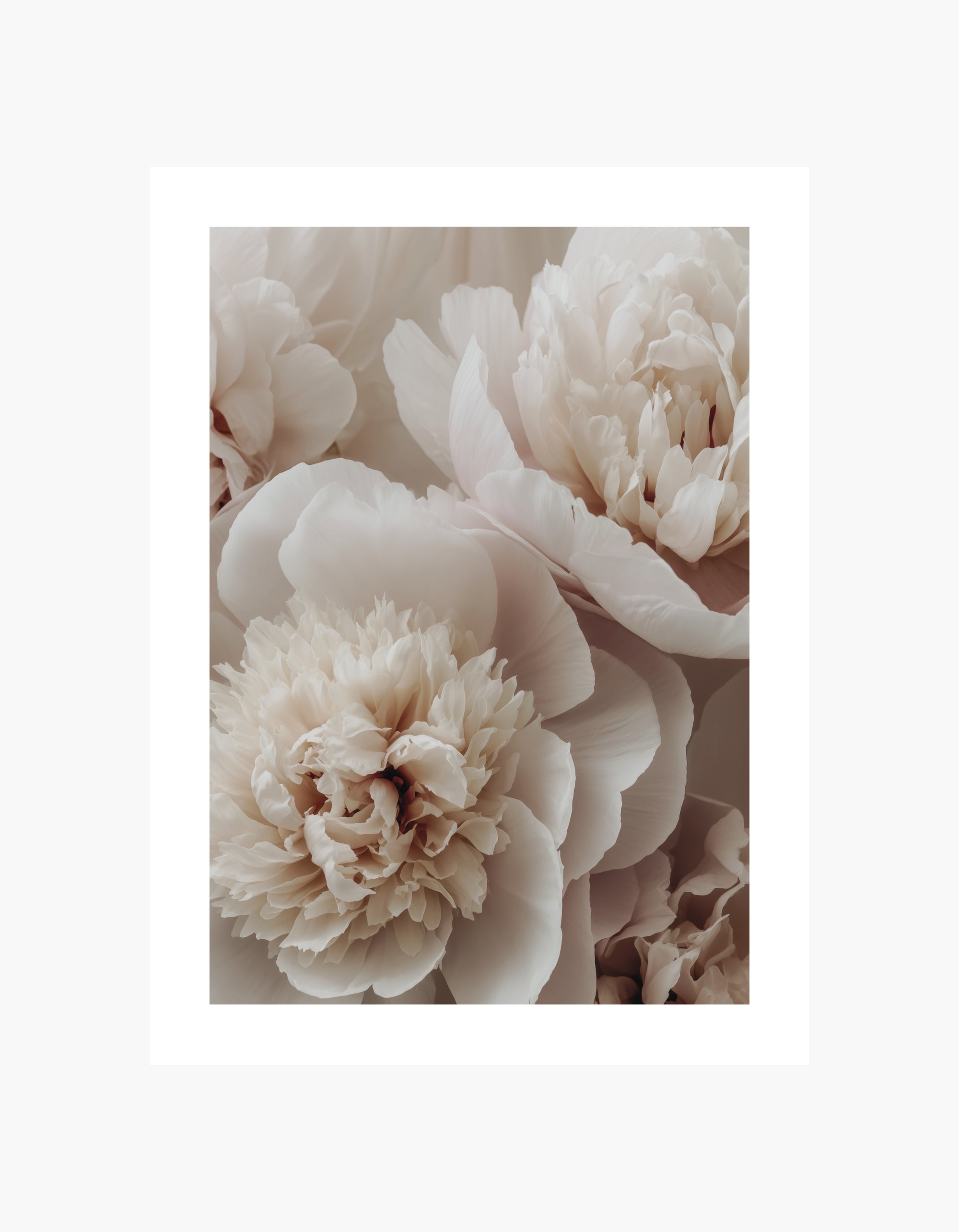Peony Bloom Poster