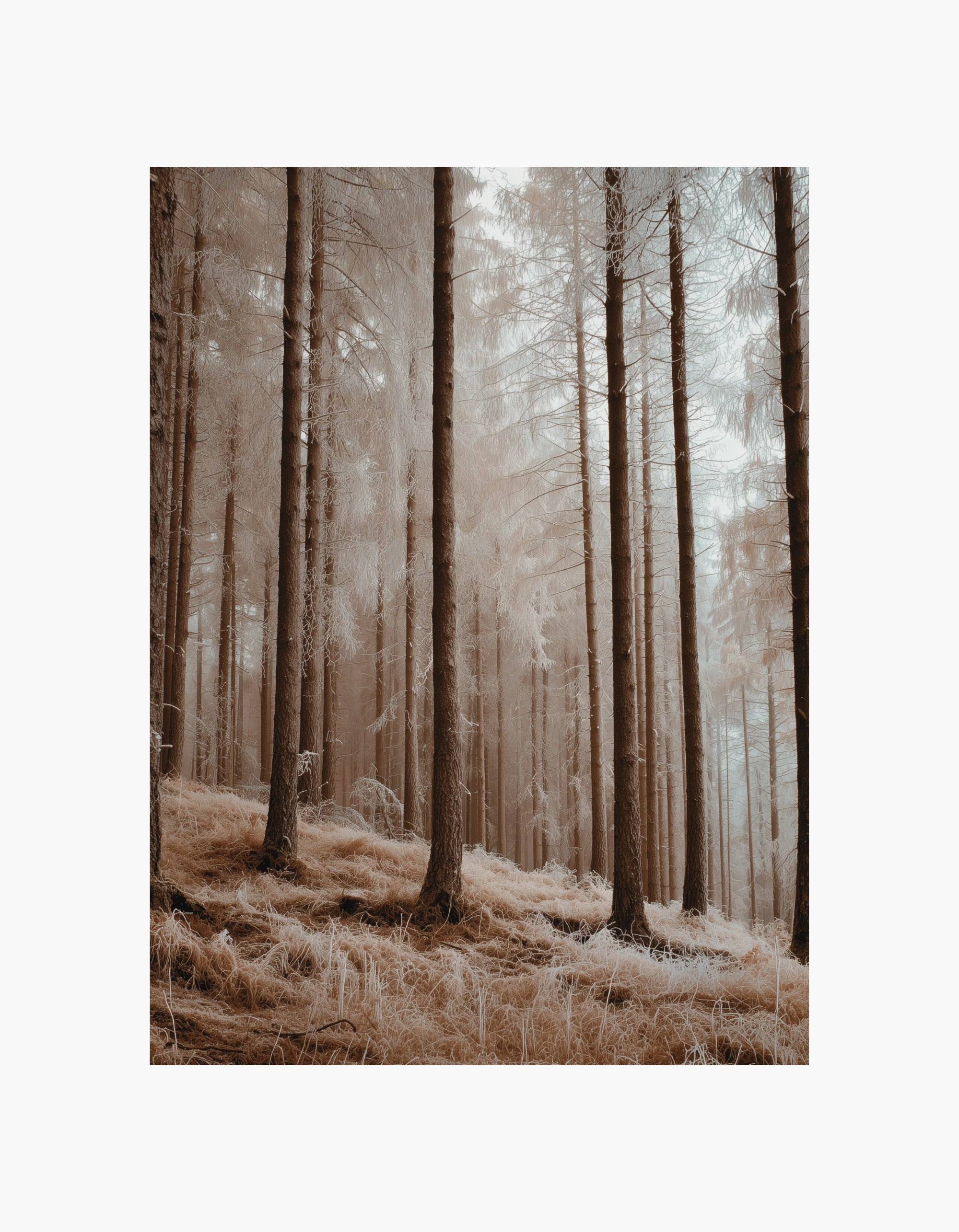 Frozen Forest Poster