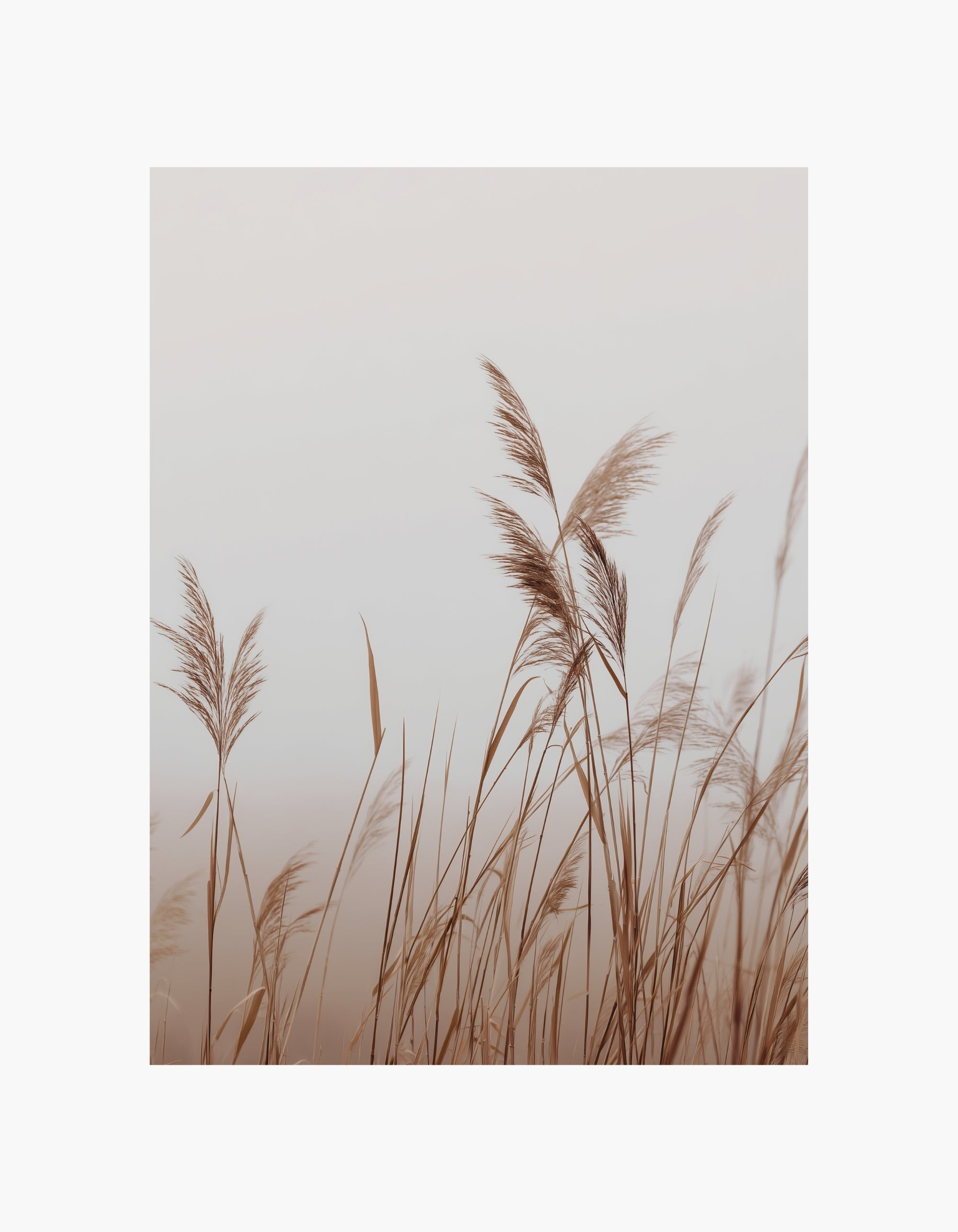 Soft Reeds Poster