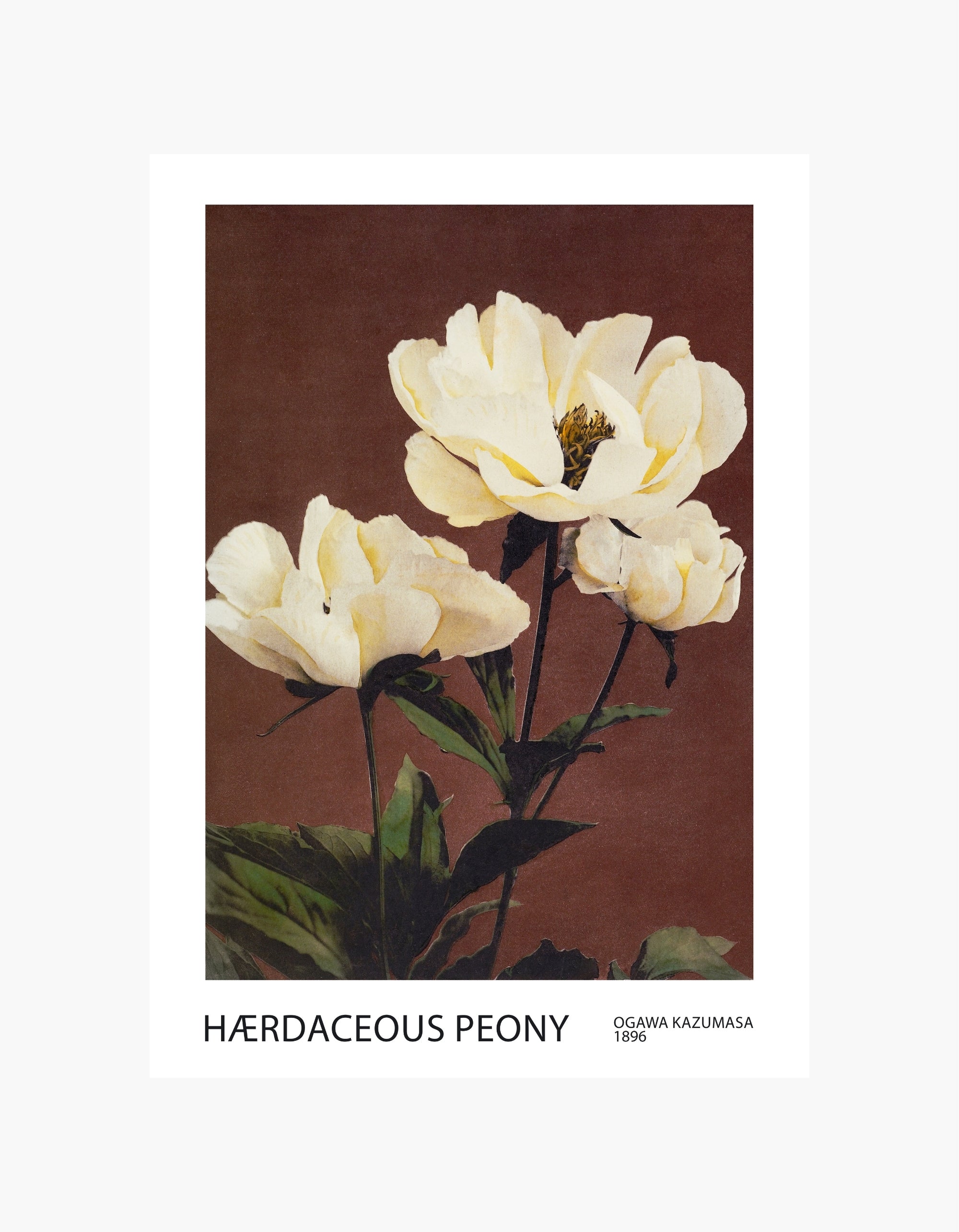 Ogawa Kazumasa Herbaceous Peony Poster