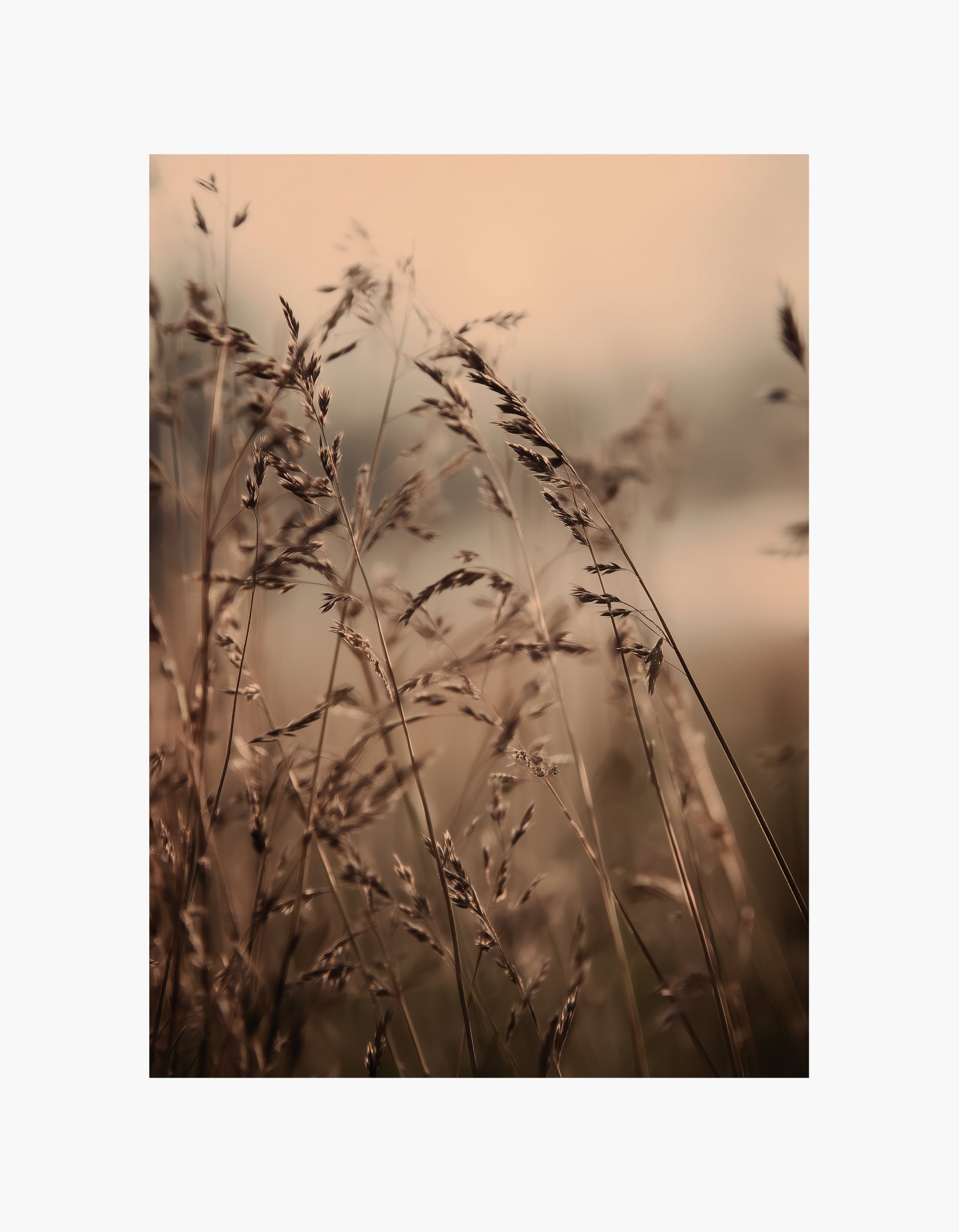 Soft Meadow Poster