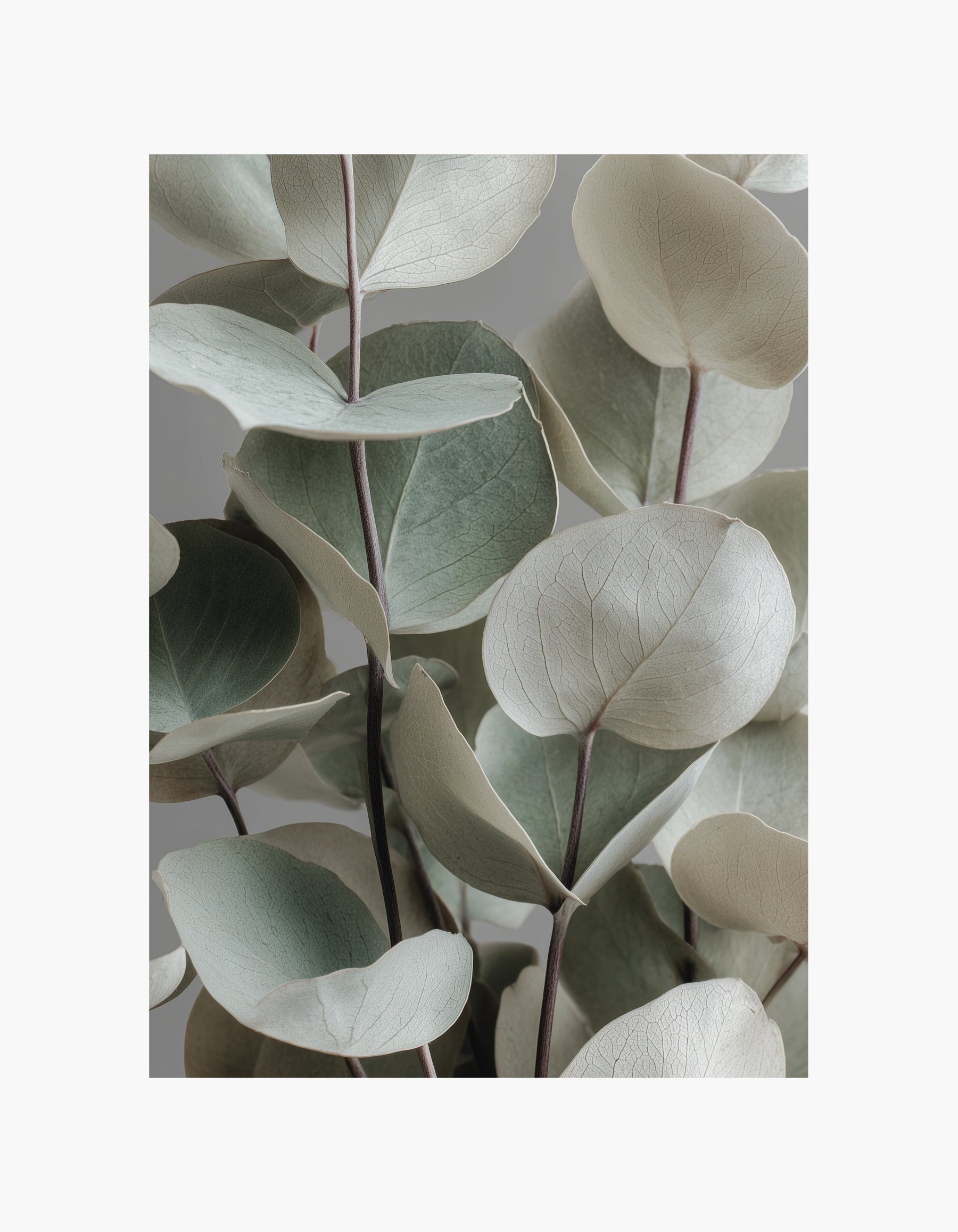Eucalyptus Poster