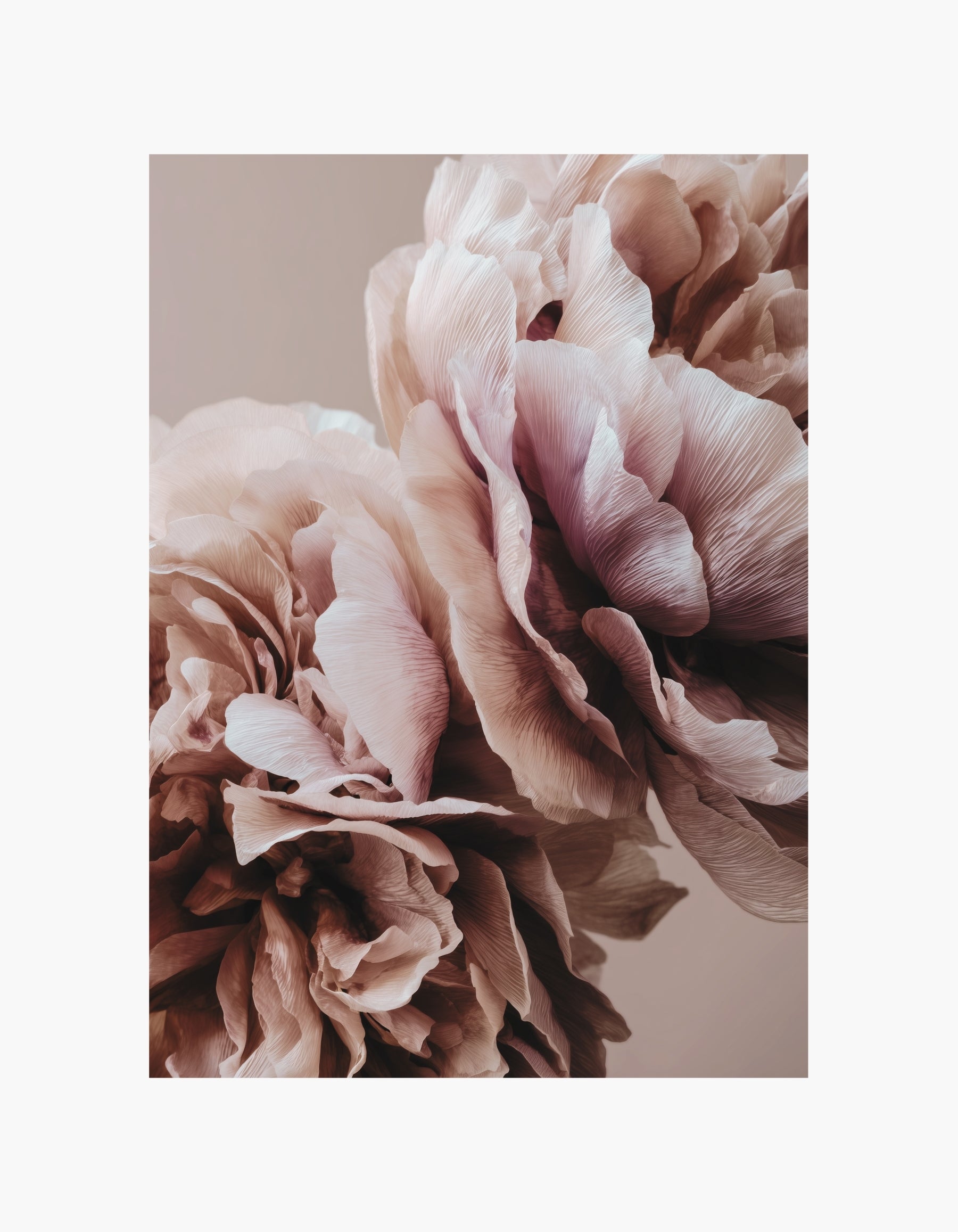 Blush Peony Poster