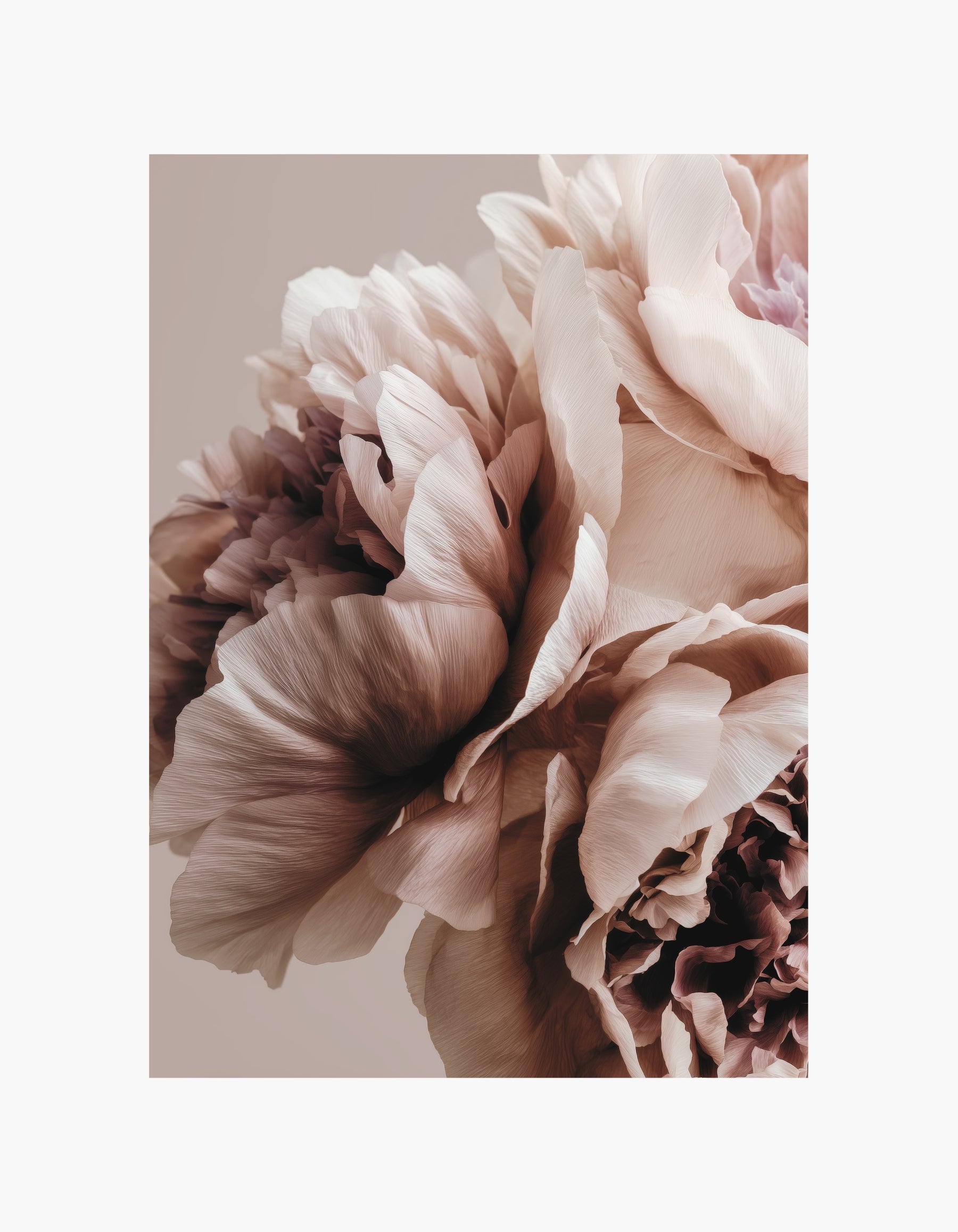Soft Peony Bloom Poster