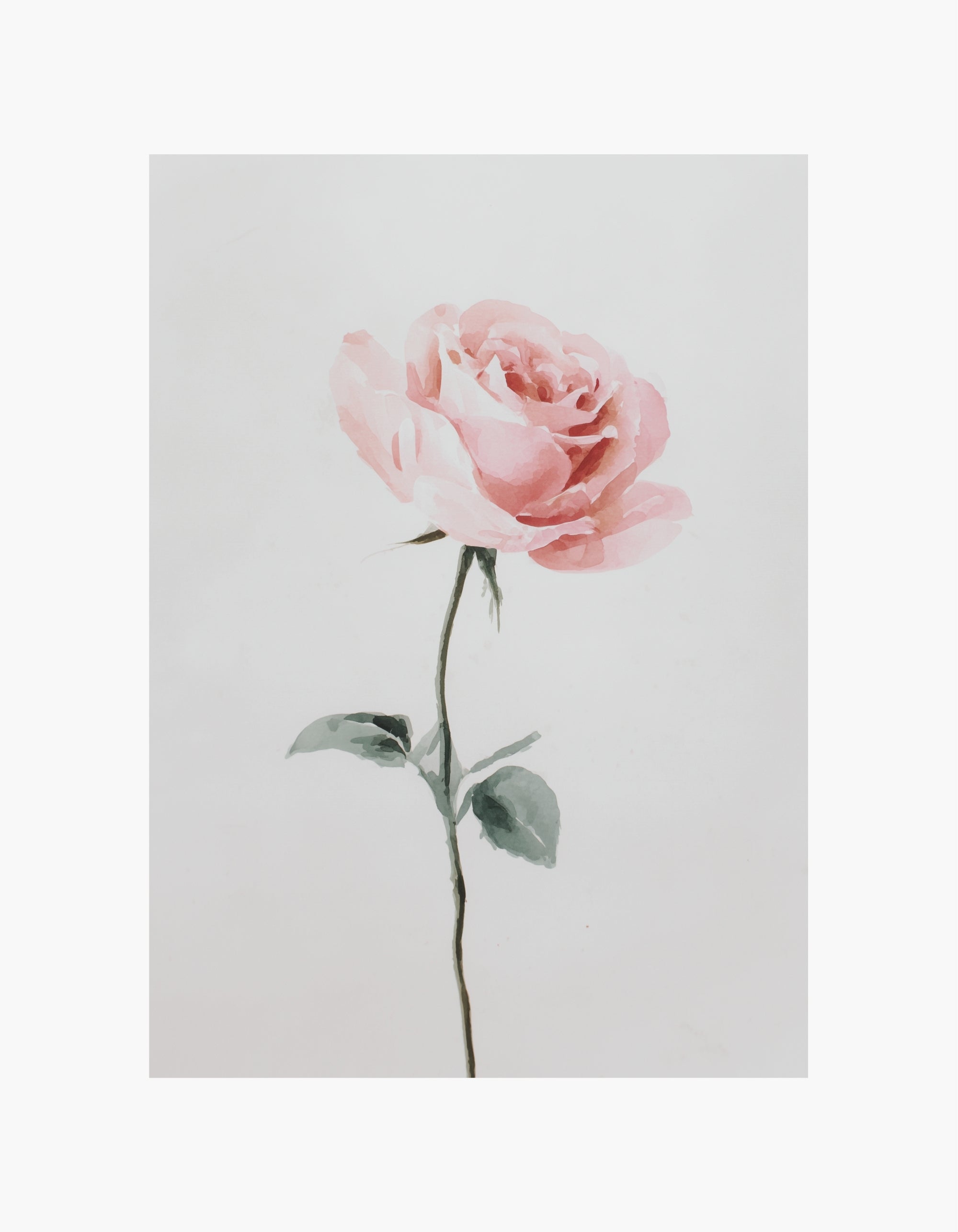 Pink Rose Watercolor Poster