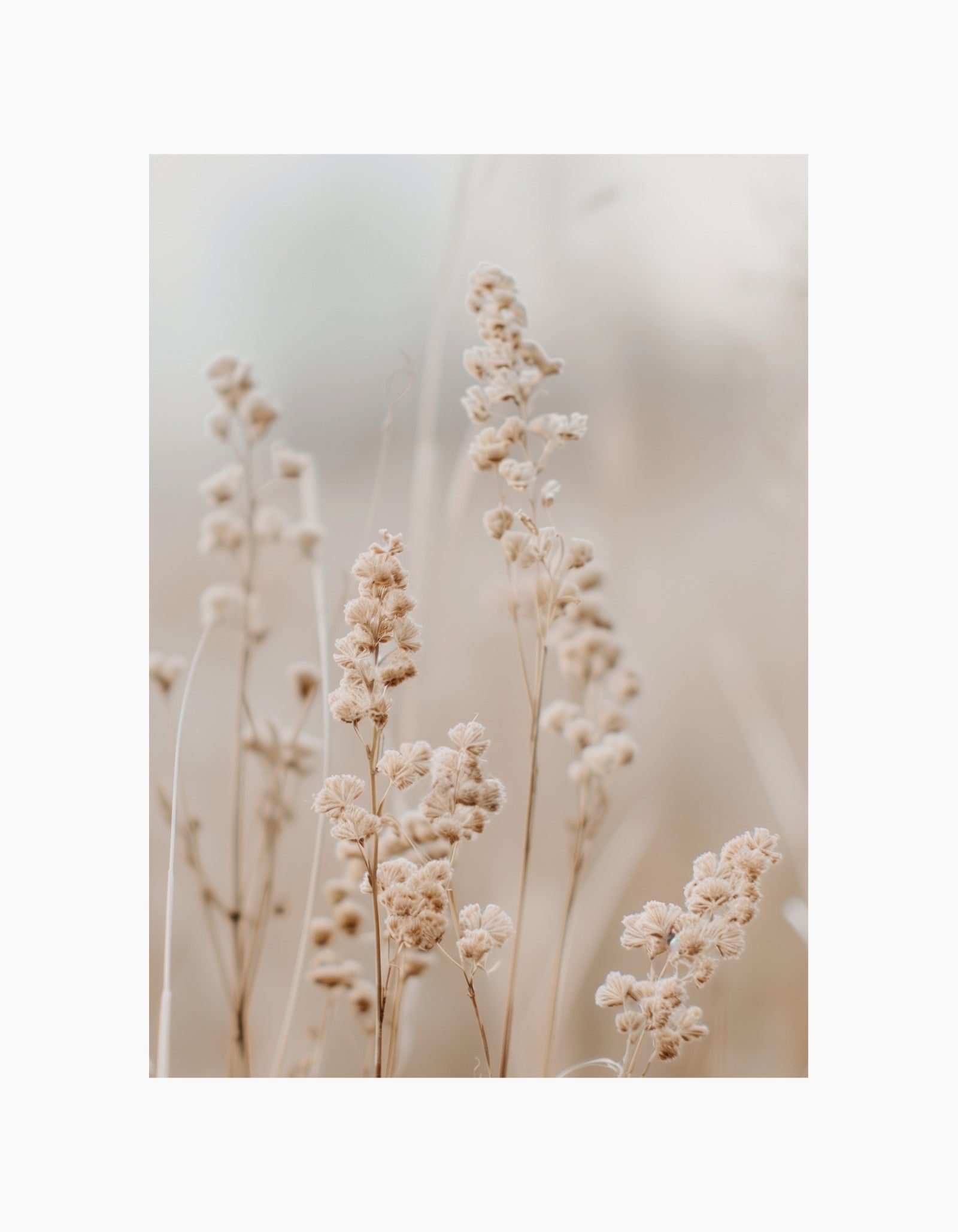 Soft Dried Meadow Poster