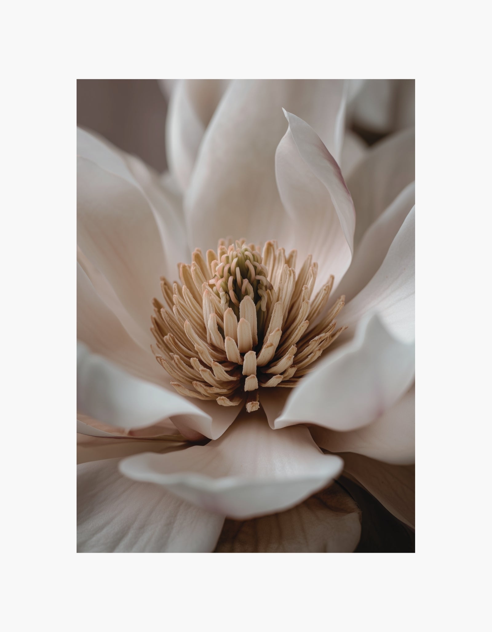 White Blossom Close Up Poster