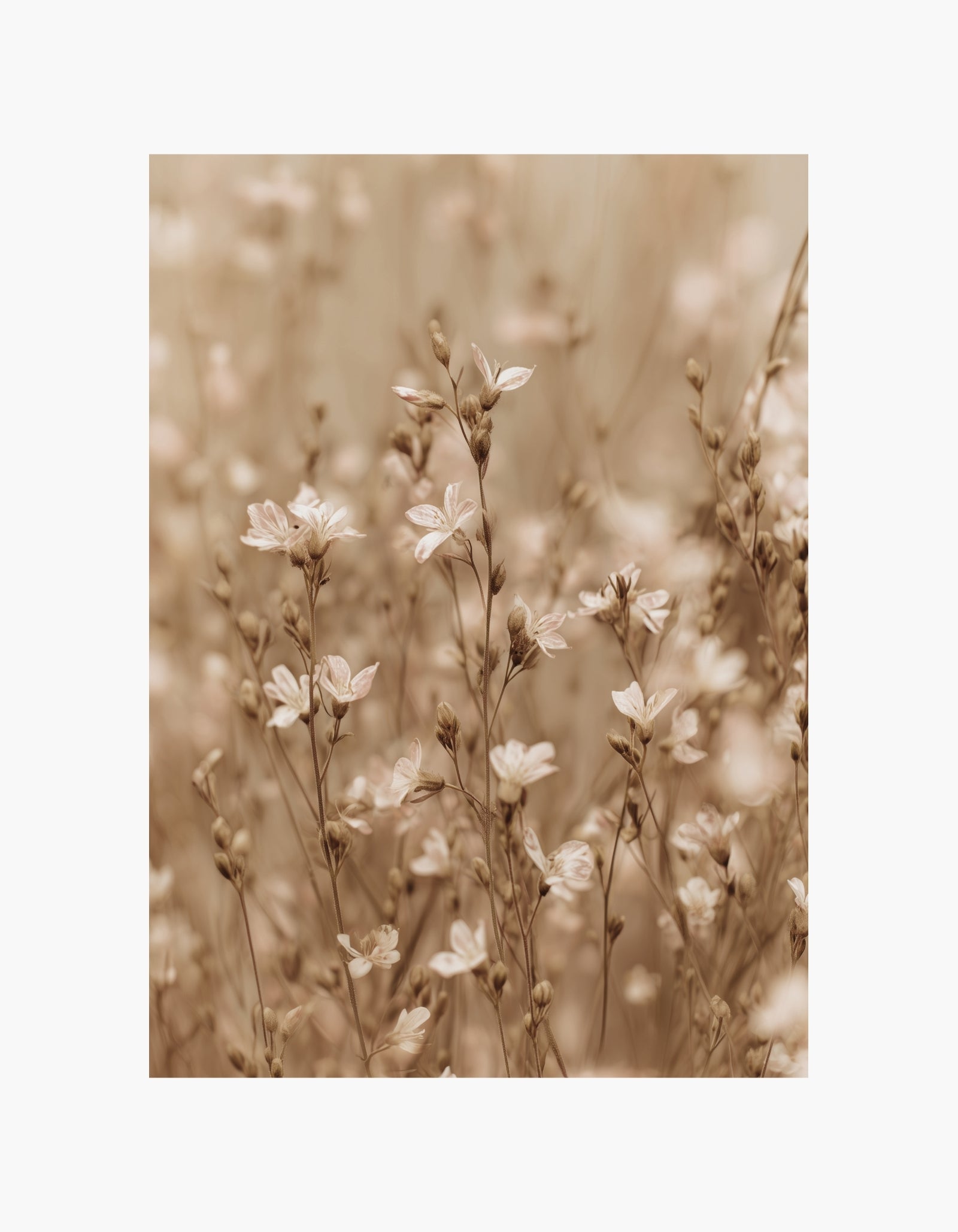 Soft Meadow Flowers Poster