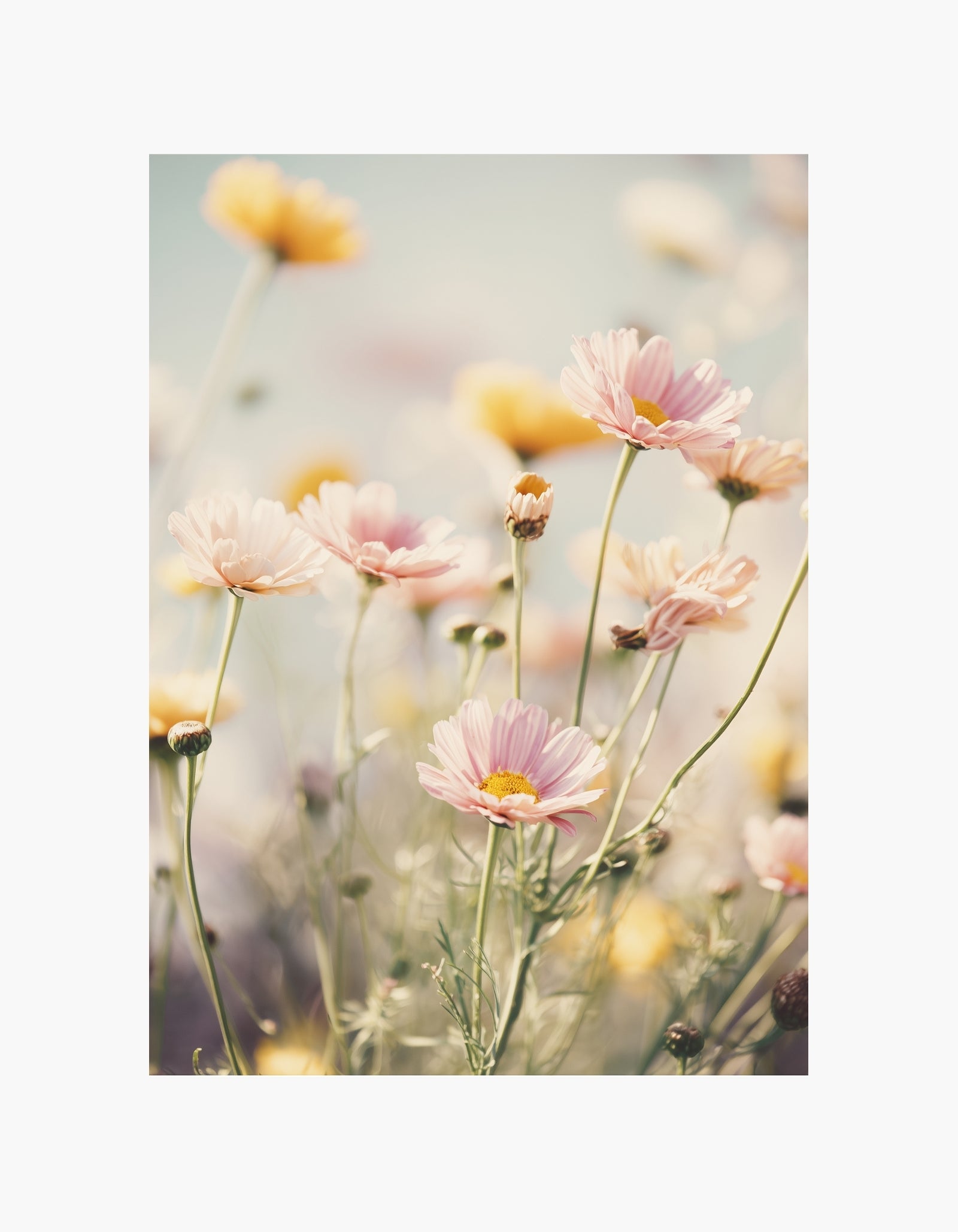 Soft Pastel Flowers Poster