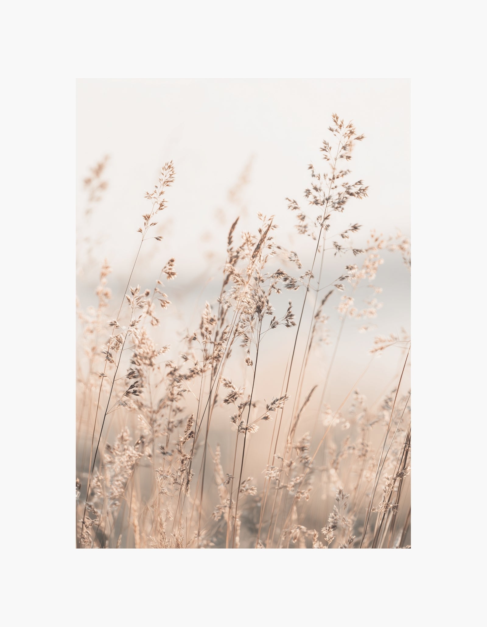 Soft Meadow Beige Poster
