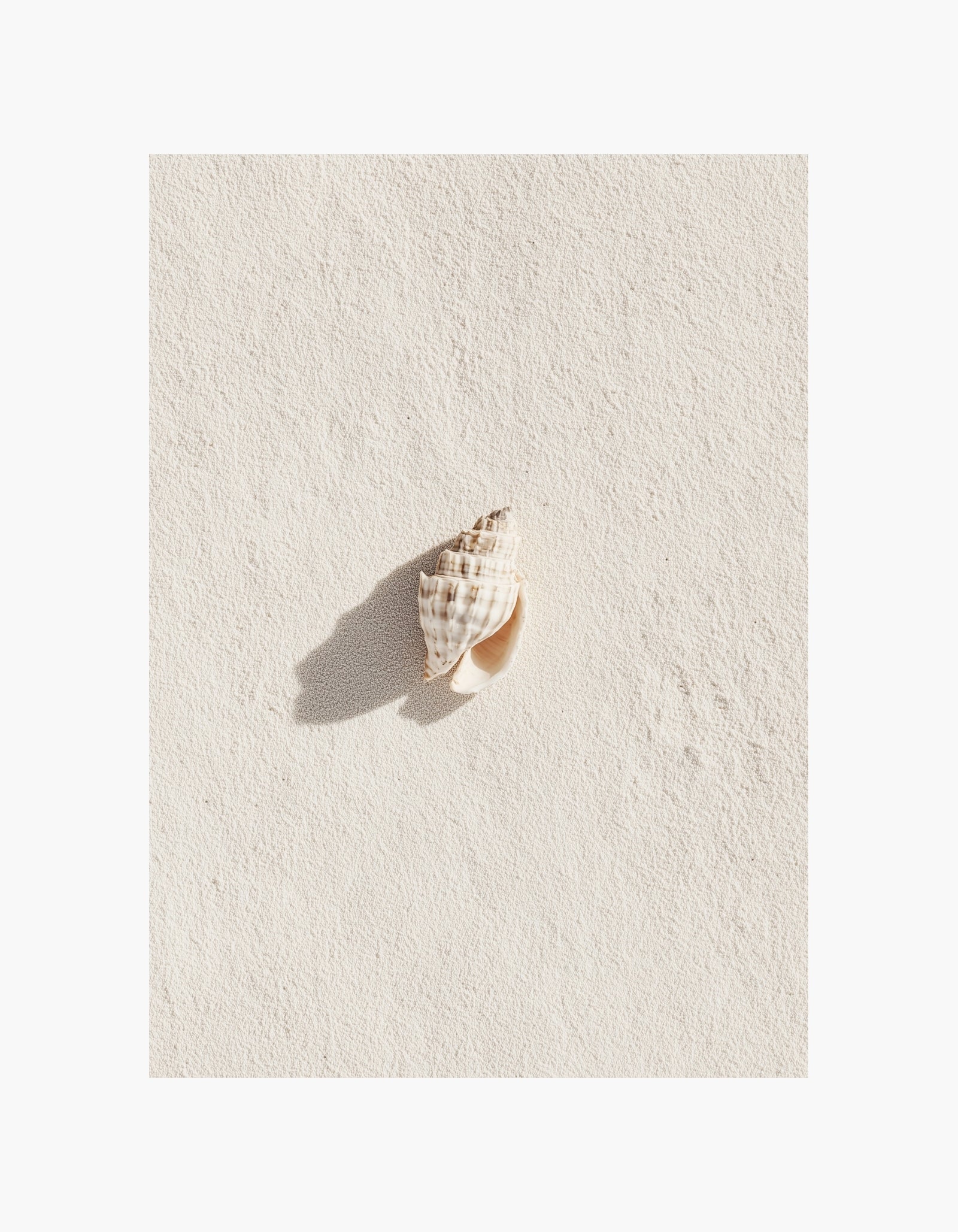 Seashell Poster