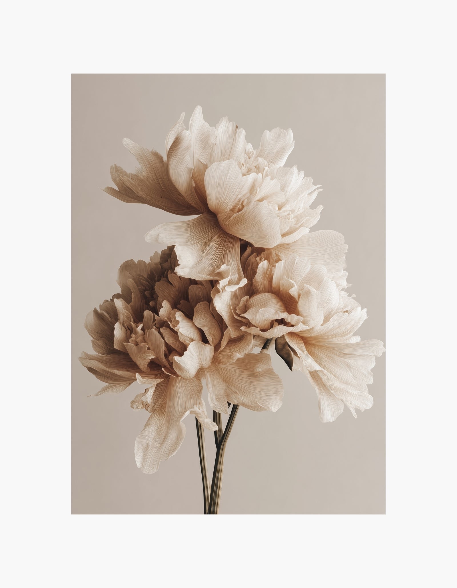 Soft Beige Peonies No.2 Poster