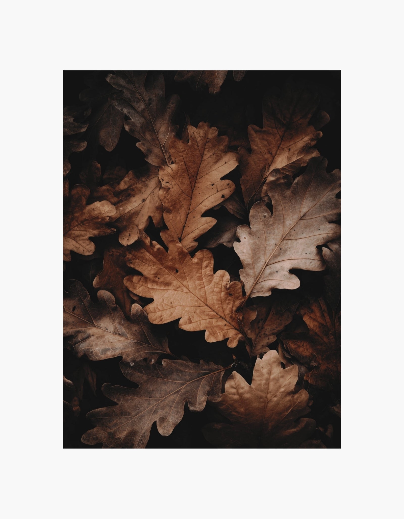 Autumn Leaves Poster