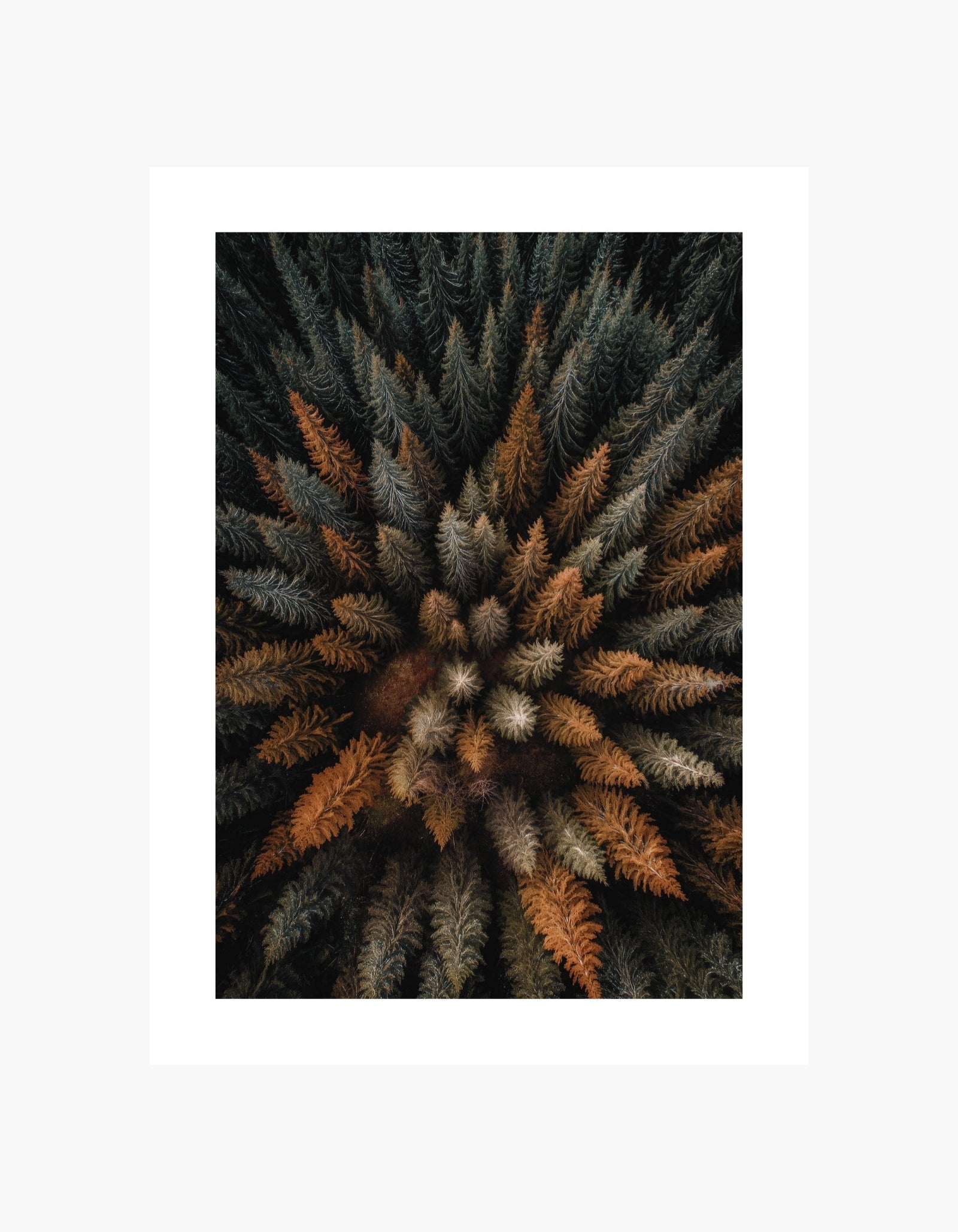 Autumn Forest Aerial Poster