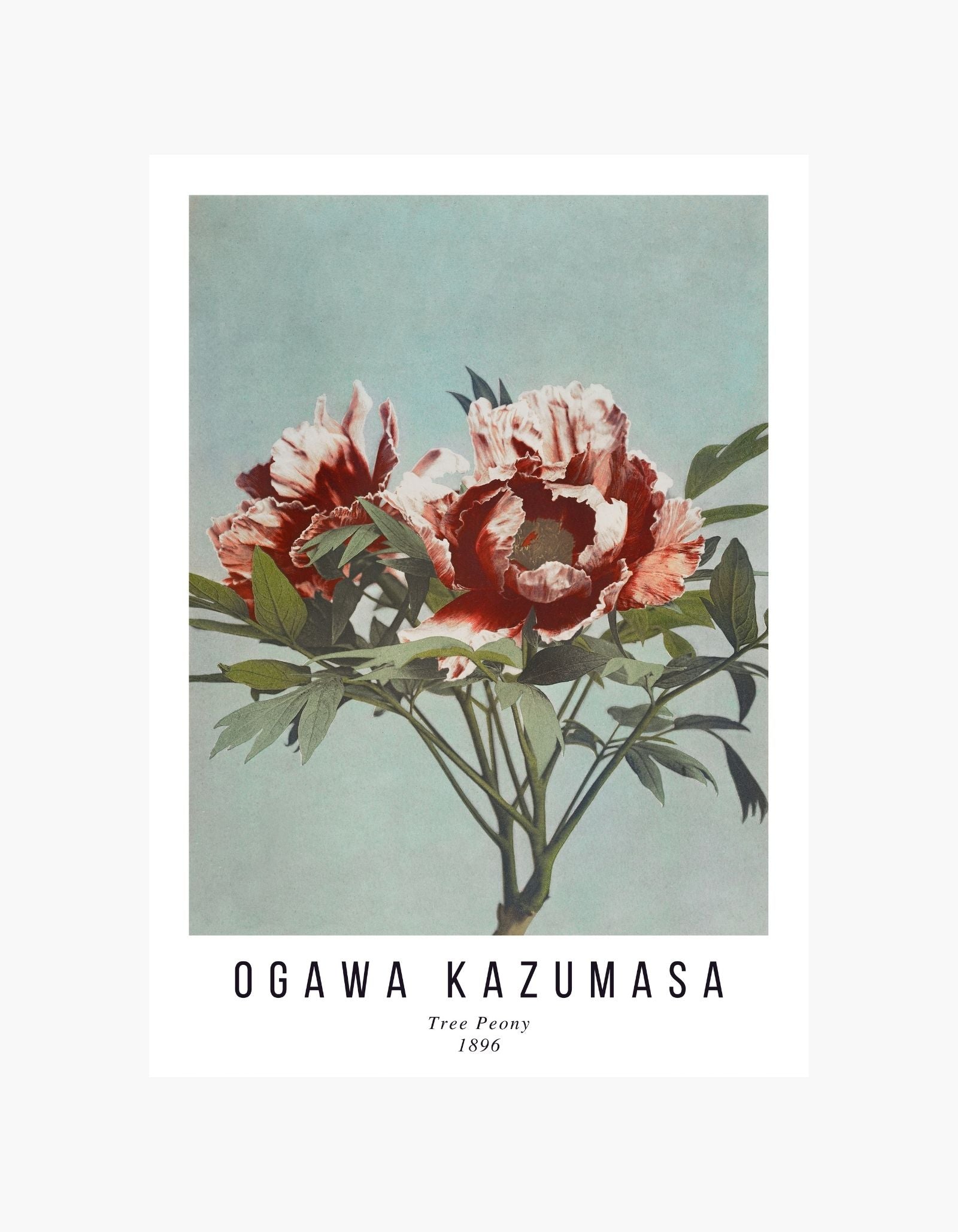Ogawa Kazumasa Tree Peony Poster