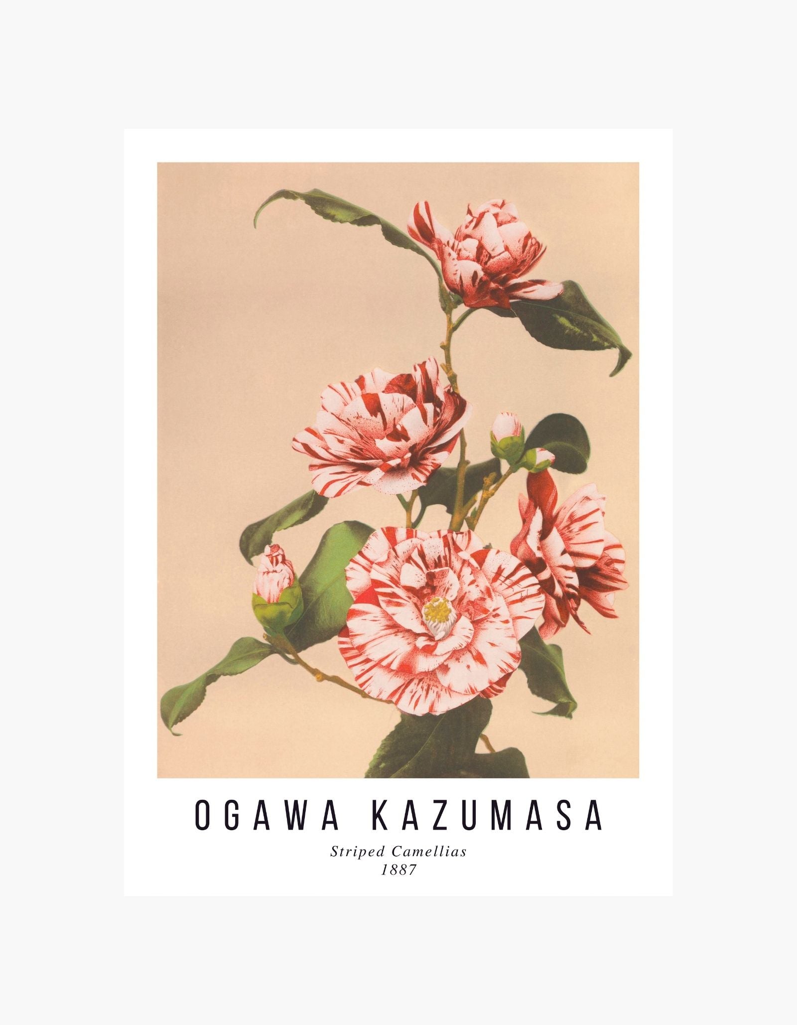 Ogawa Kazumasa Striped Camellias Poster