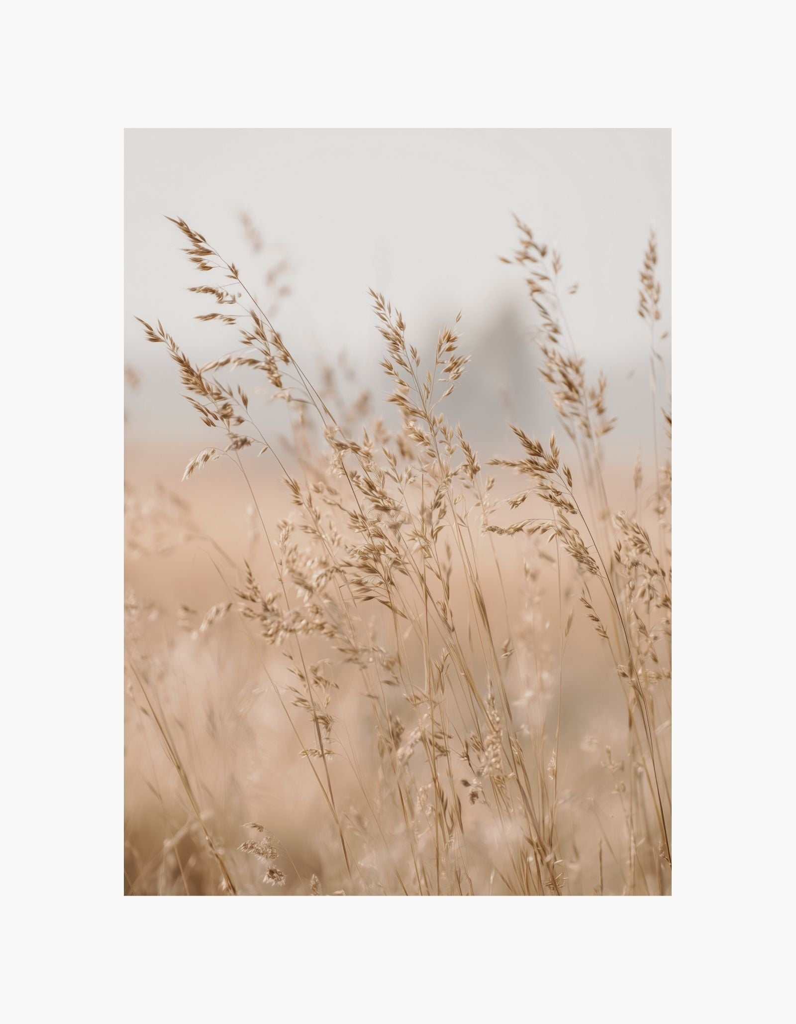 Golden Meadow Poster