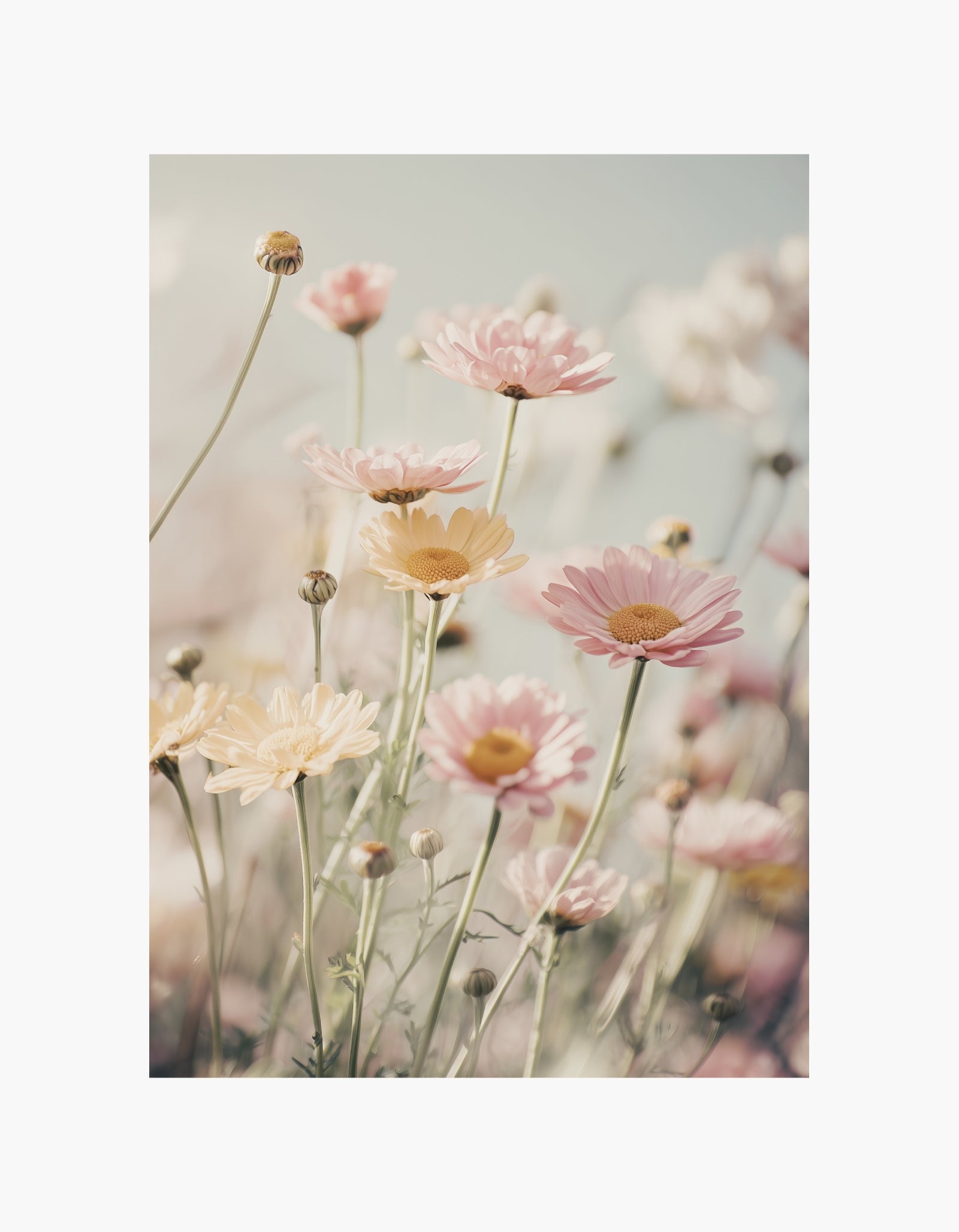 Soft Blossom Meadow
