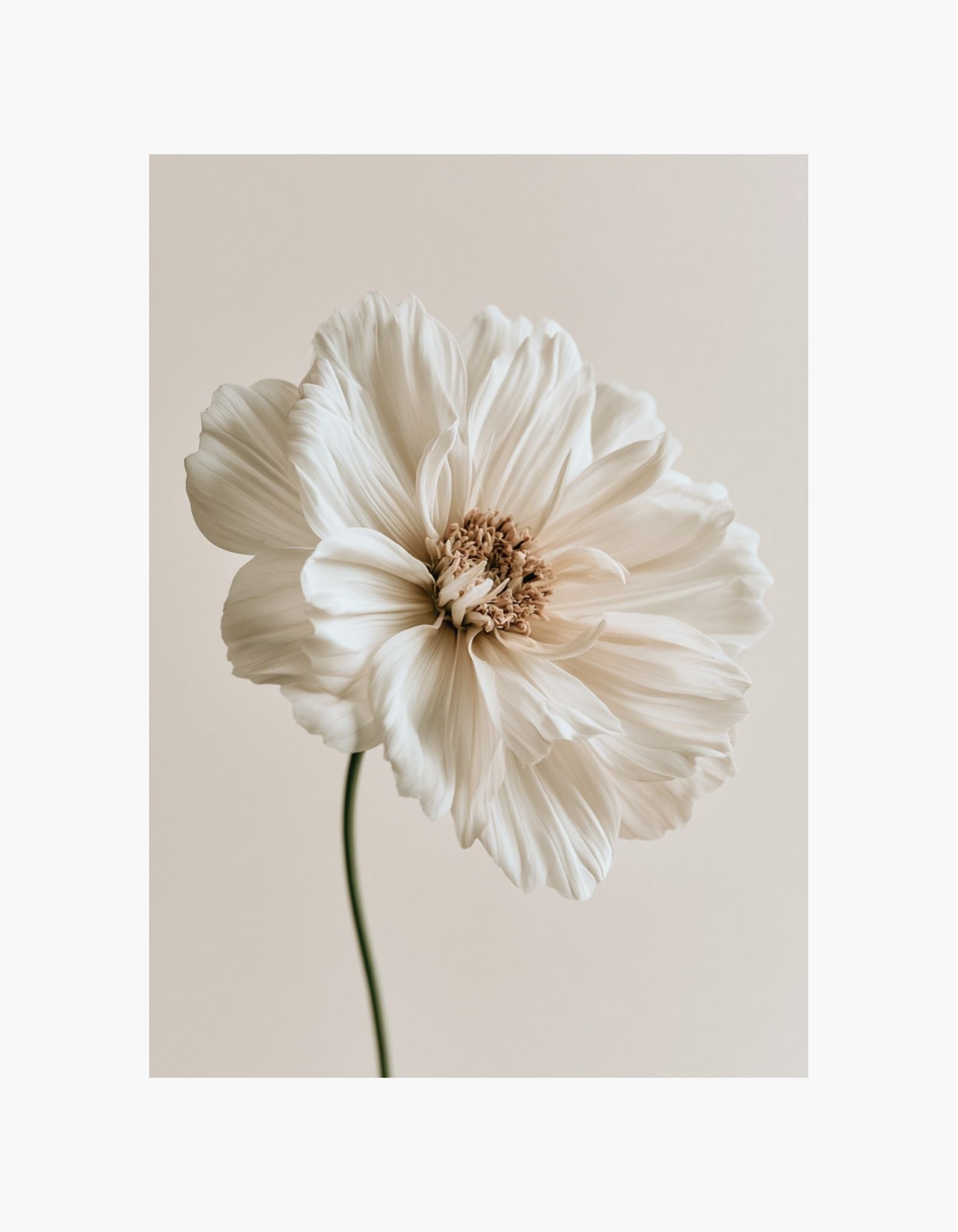 Blossom Poster