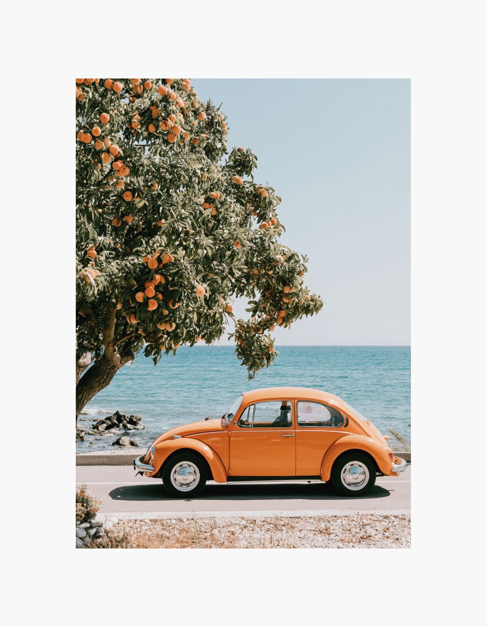 Orange Coast Beetle Poster