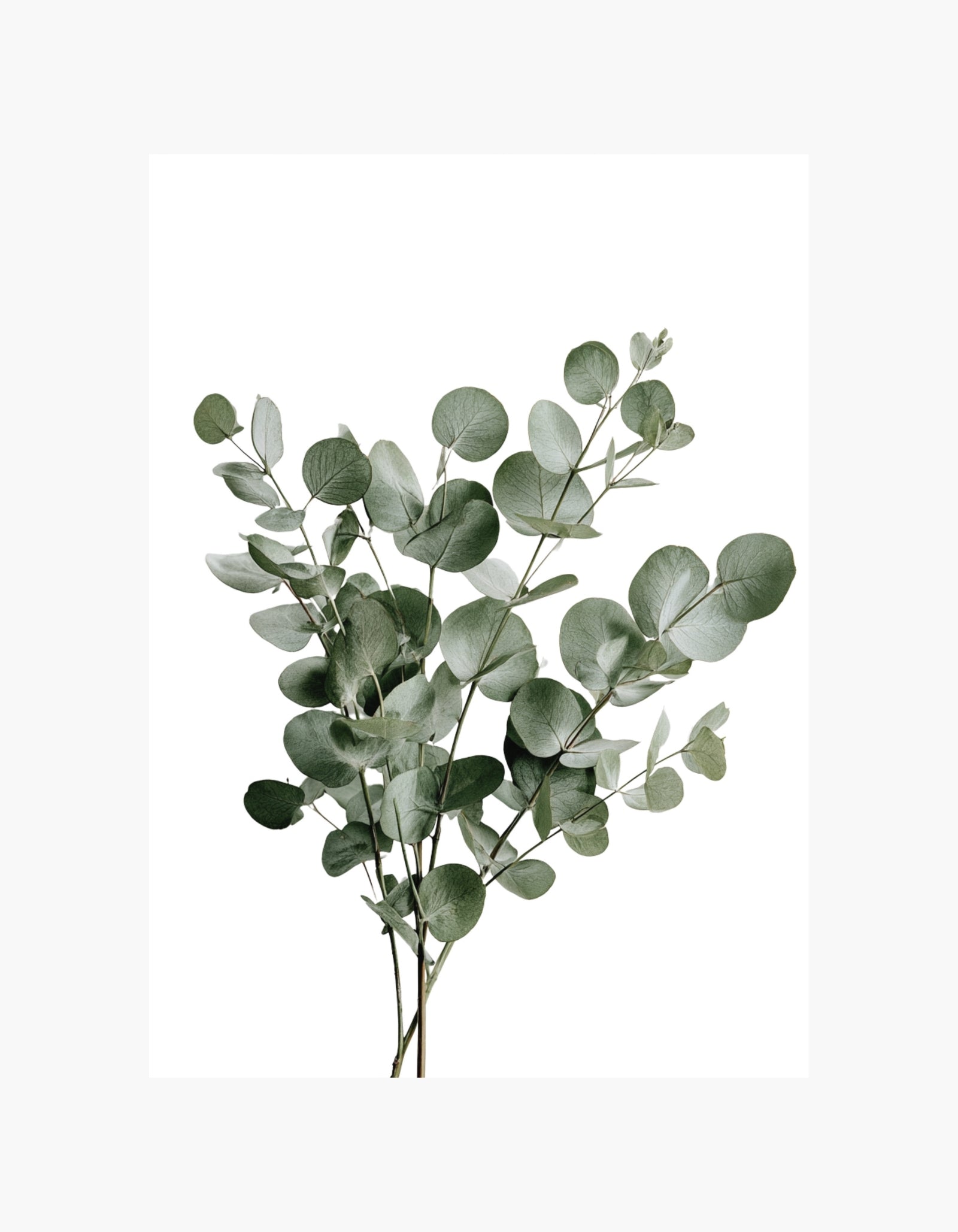 Eucalyptus Branch Poster