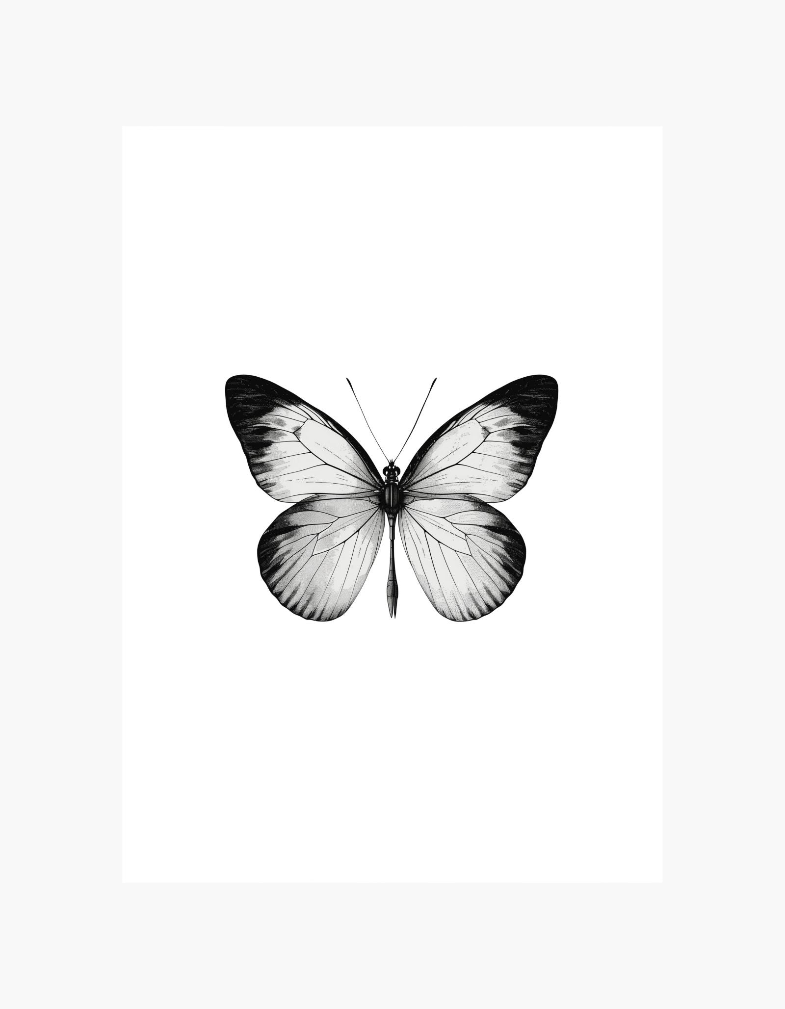 Butterfly Poster
