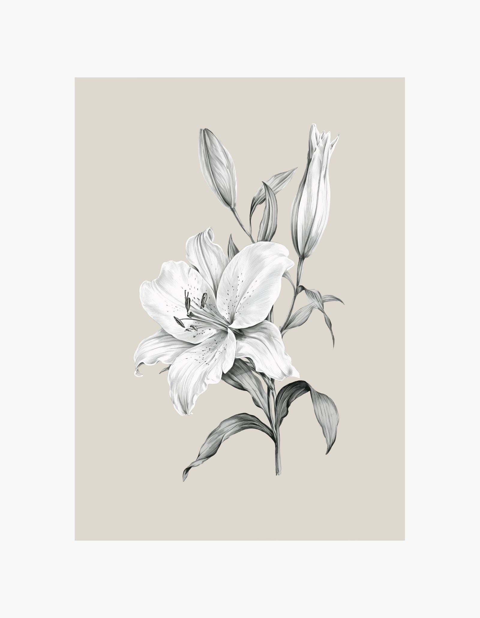Lily Bloom Poster