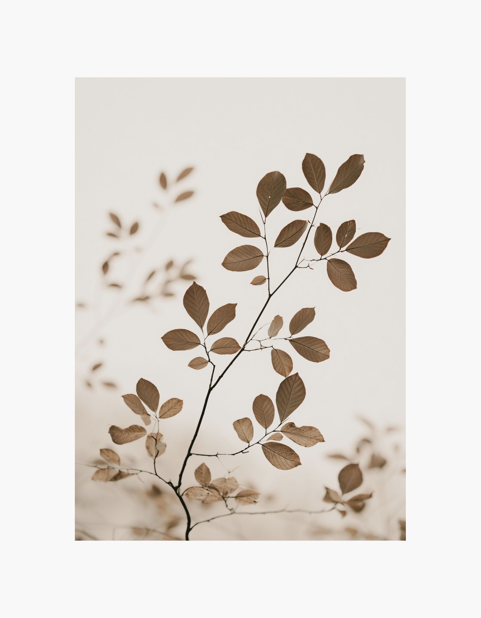 Autumn Leaves Poster