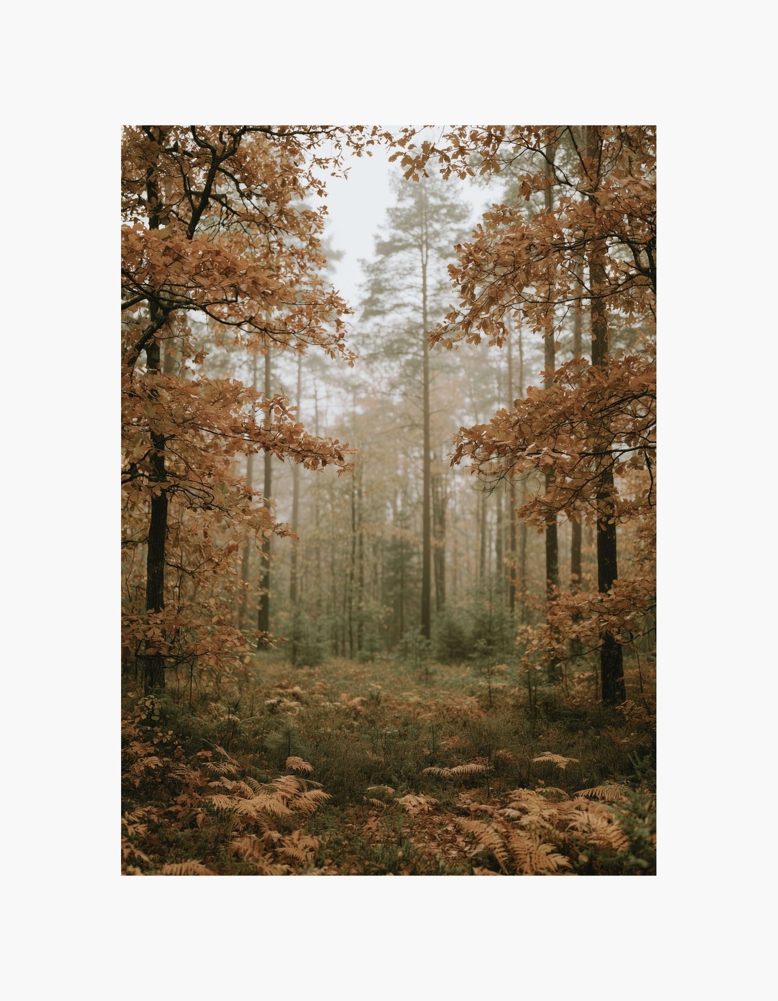Fall Forest Poster