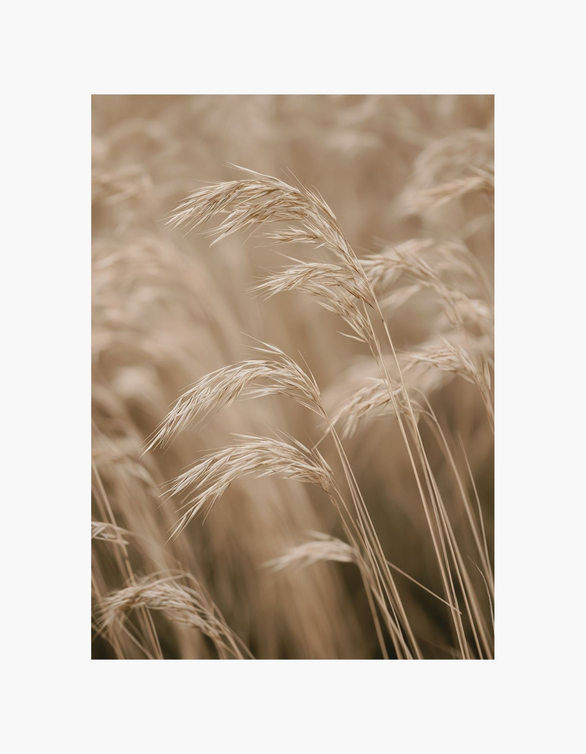 Soft Meadow Poster