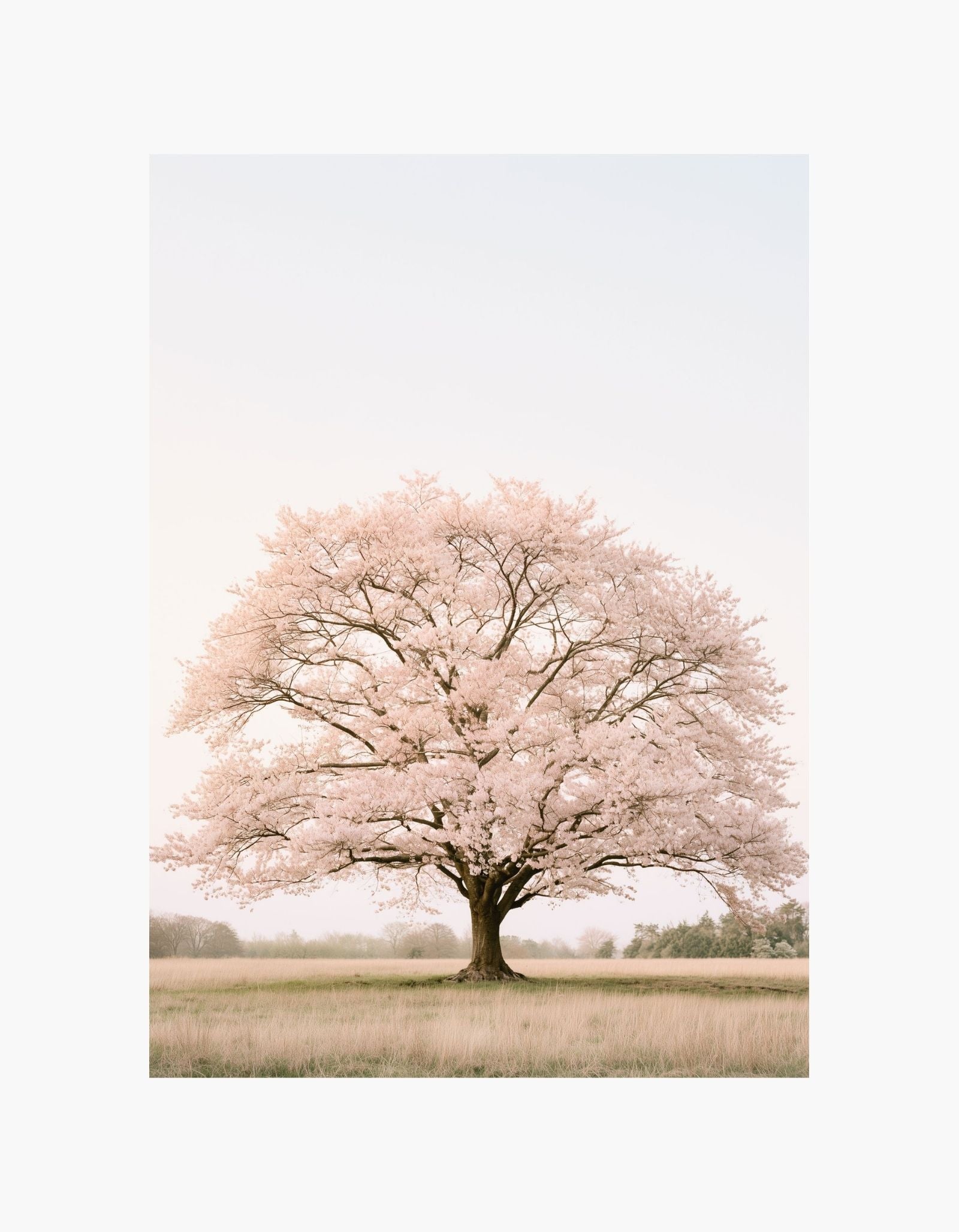 Blossom Tree Poster