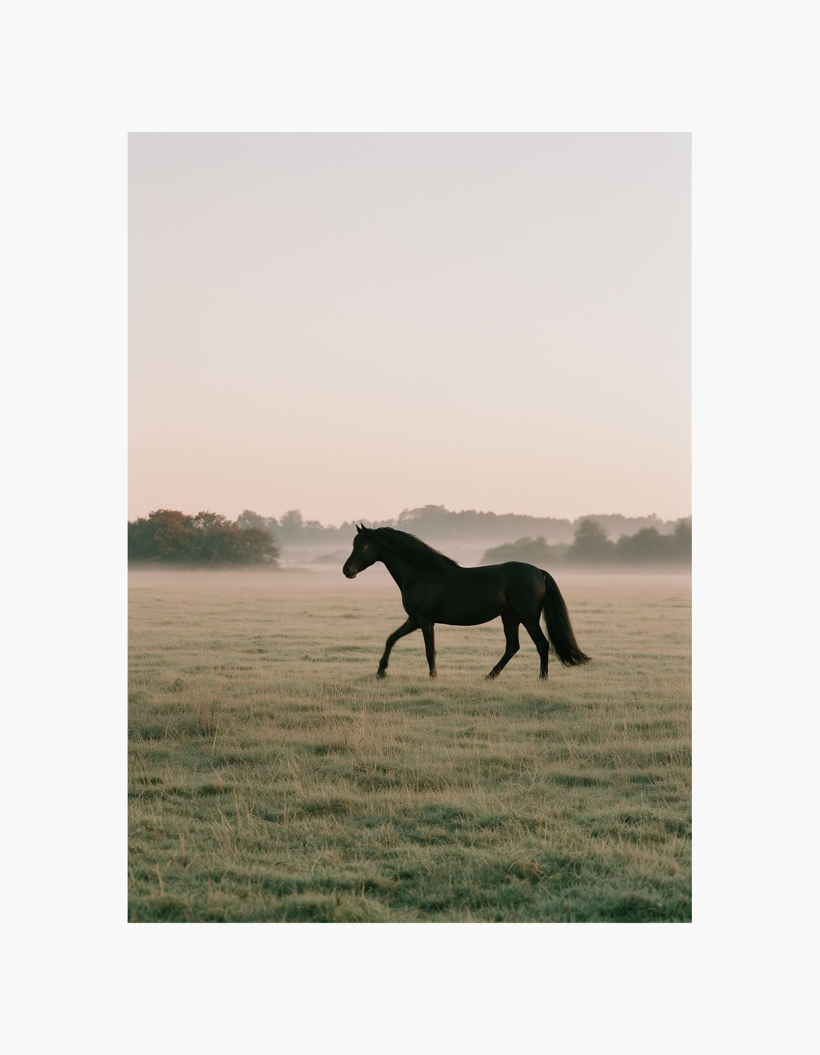 Black Horse Poster