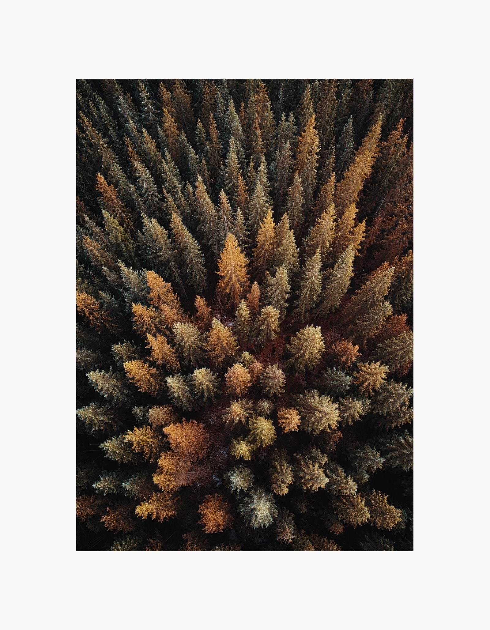 Golden Treetops Poster