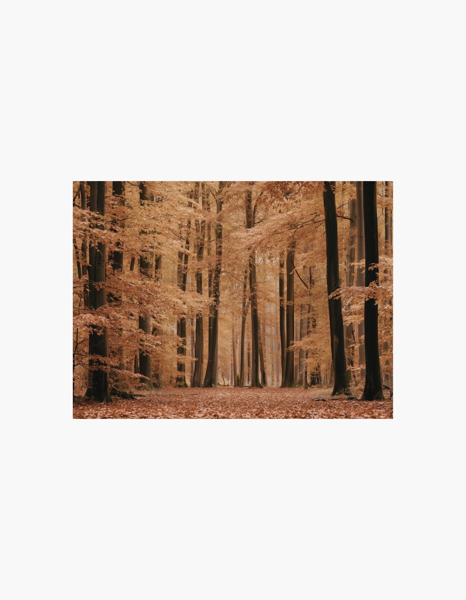Autumn Forest Poster