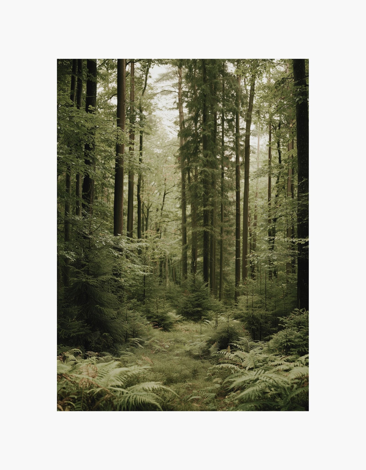 Forest Calm Poster