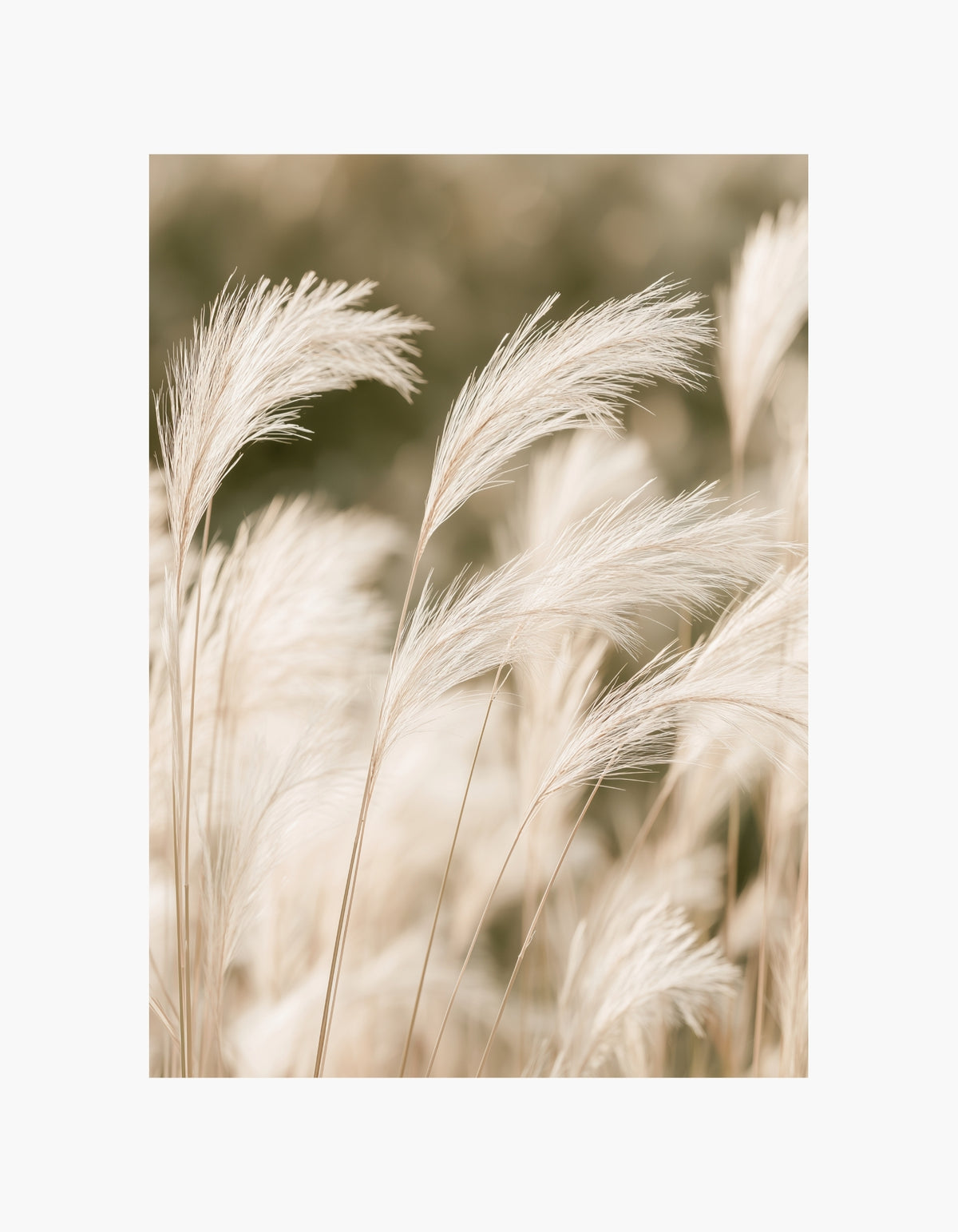 Soft Pampas Poster