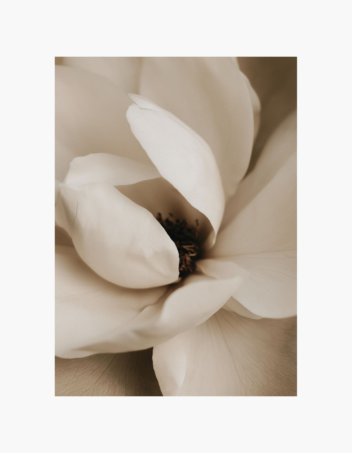 Ivory Magnolia Poster