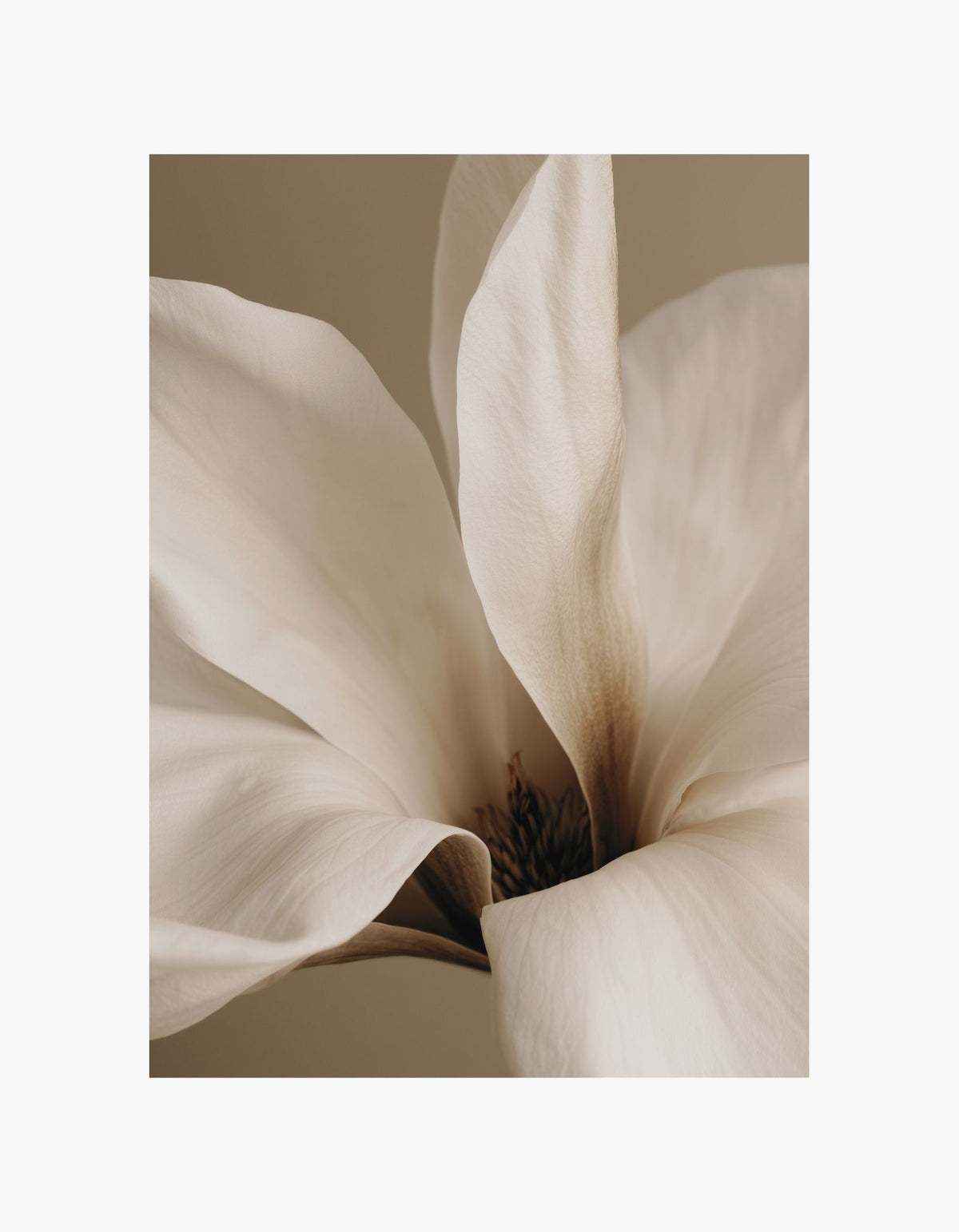 Cream Magnolia Poster