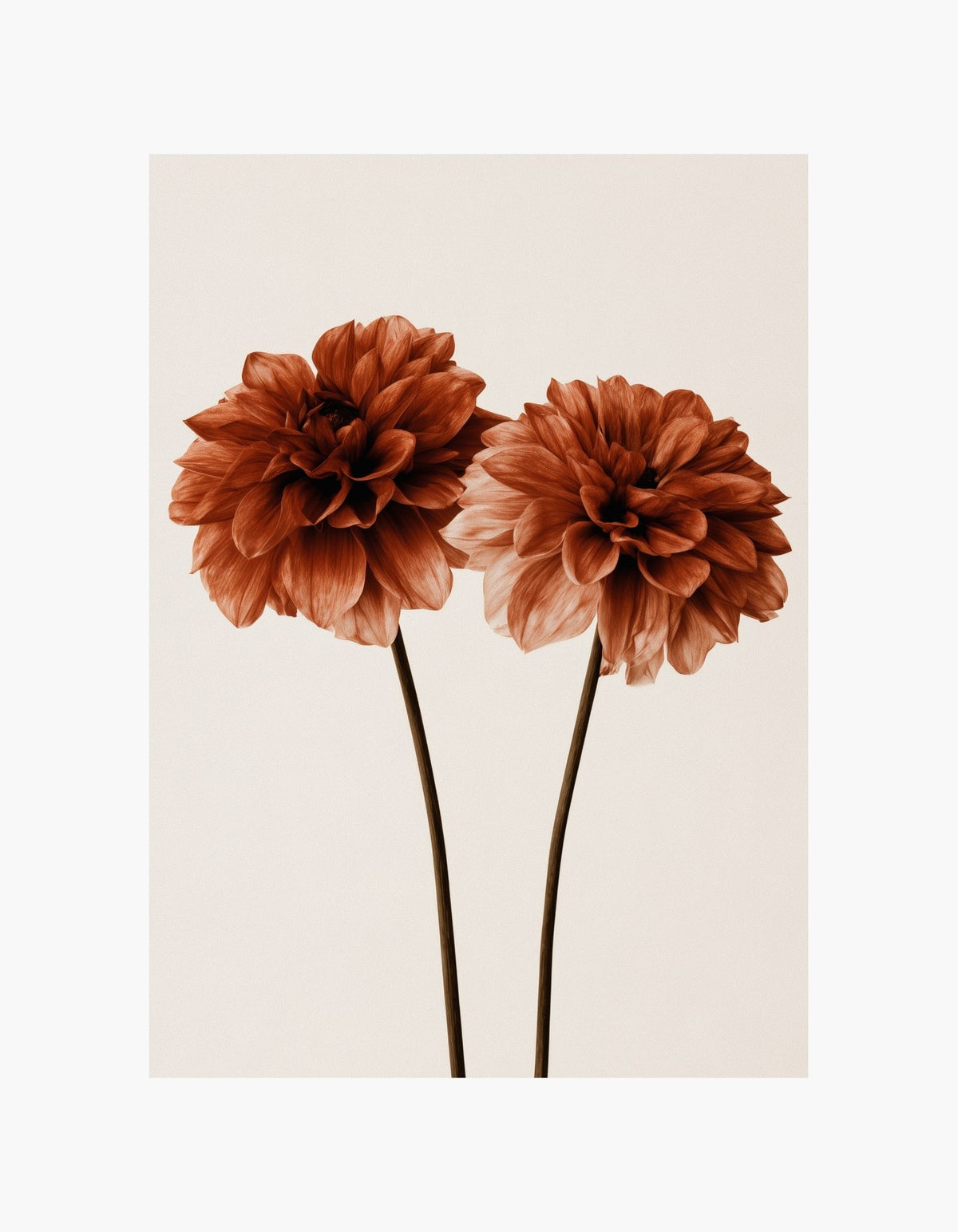 Rust Dahlia Duo Poster