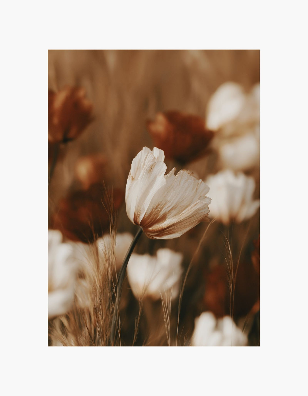 Warm Meadow Poster