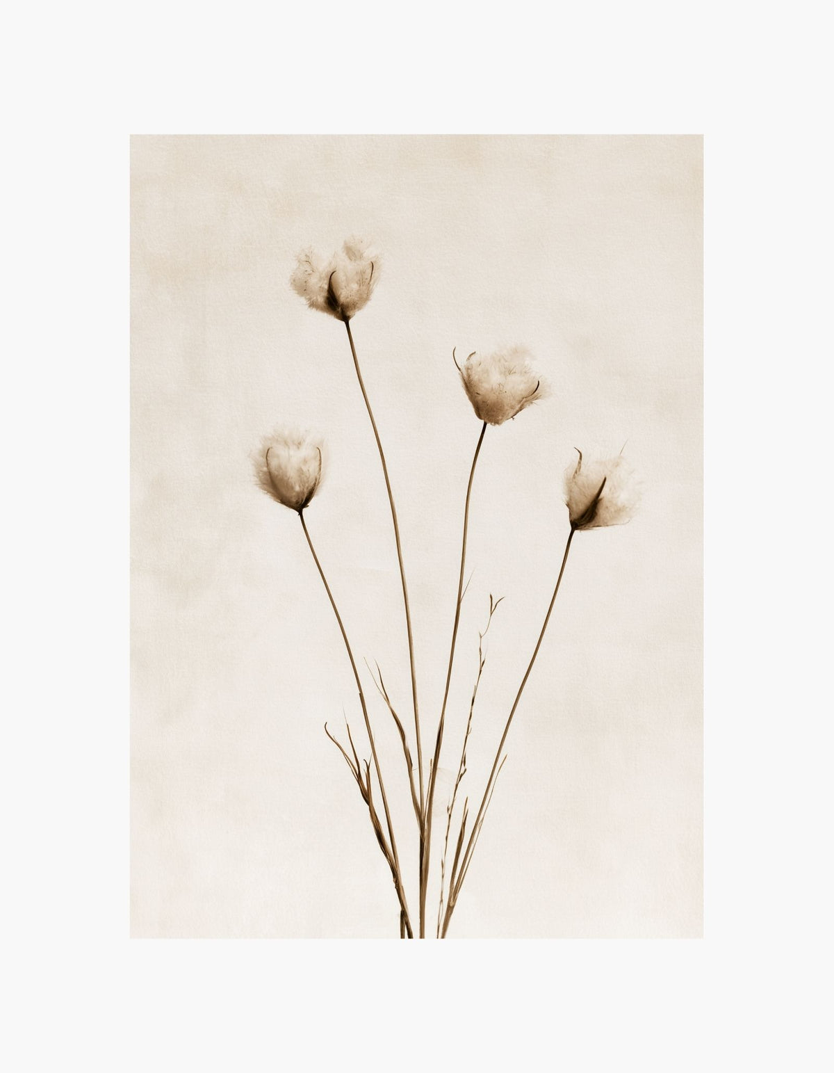 Cotton Stems Poster