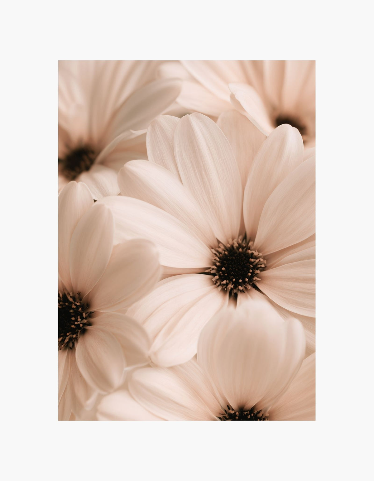 Daisy Poster