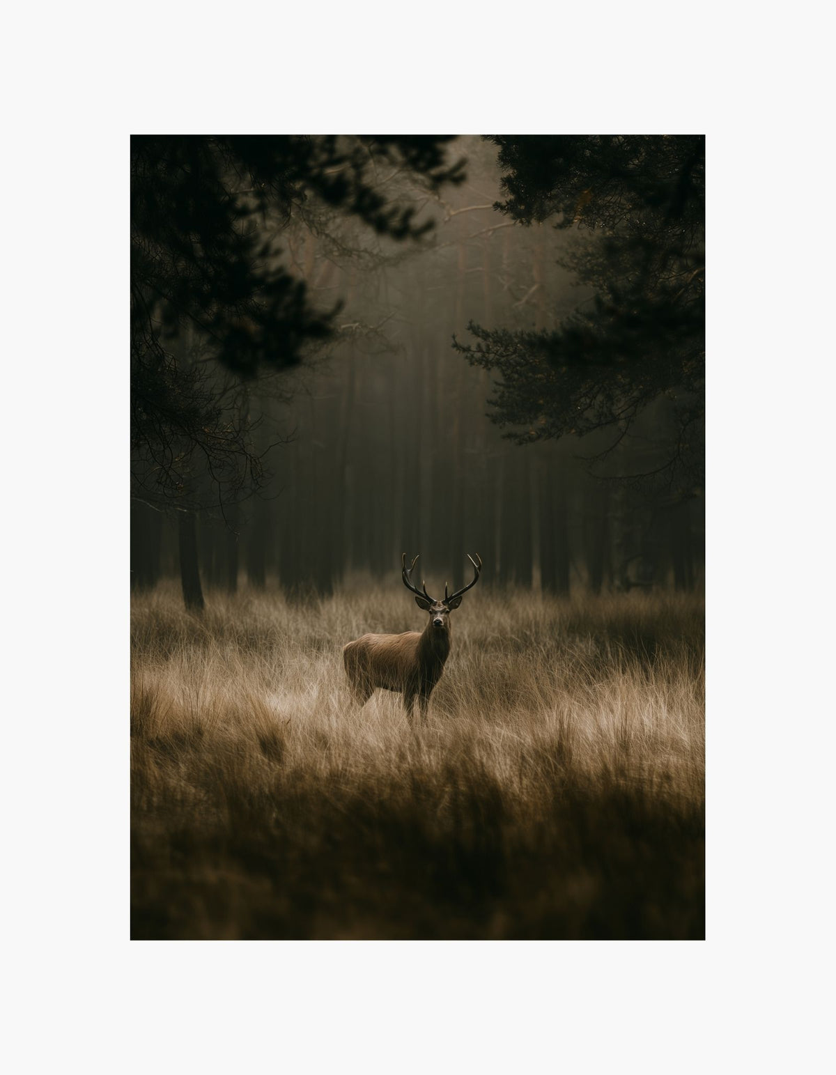 Woodland Deer Poster