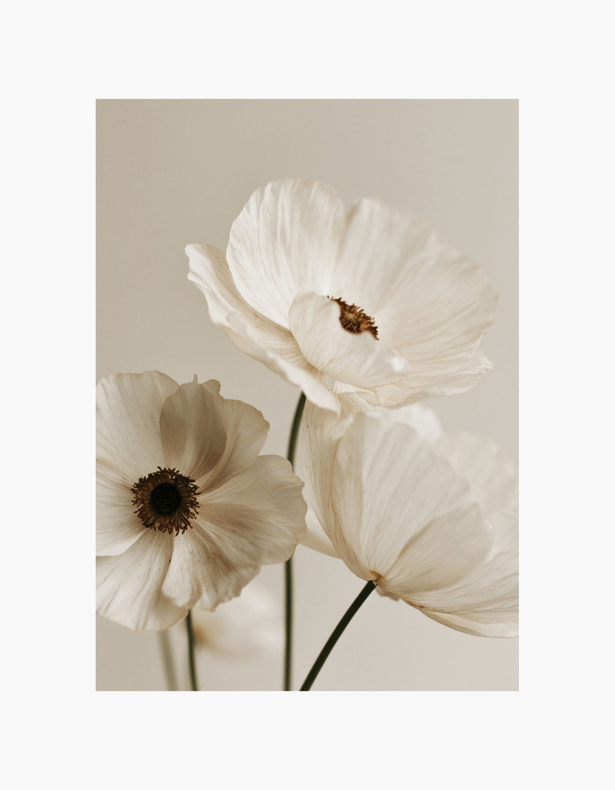Ivory Poppy Poster