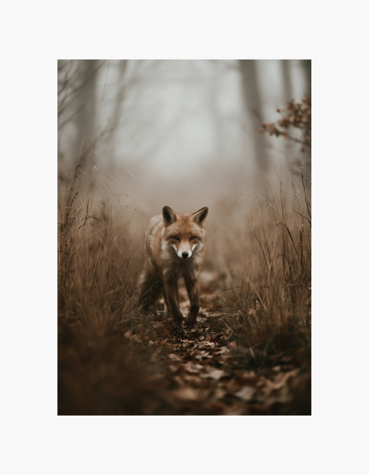 Woodland Fox Poster