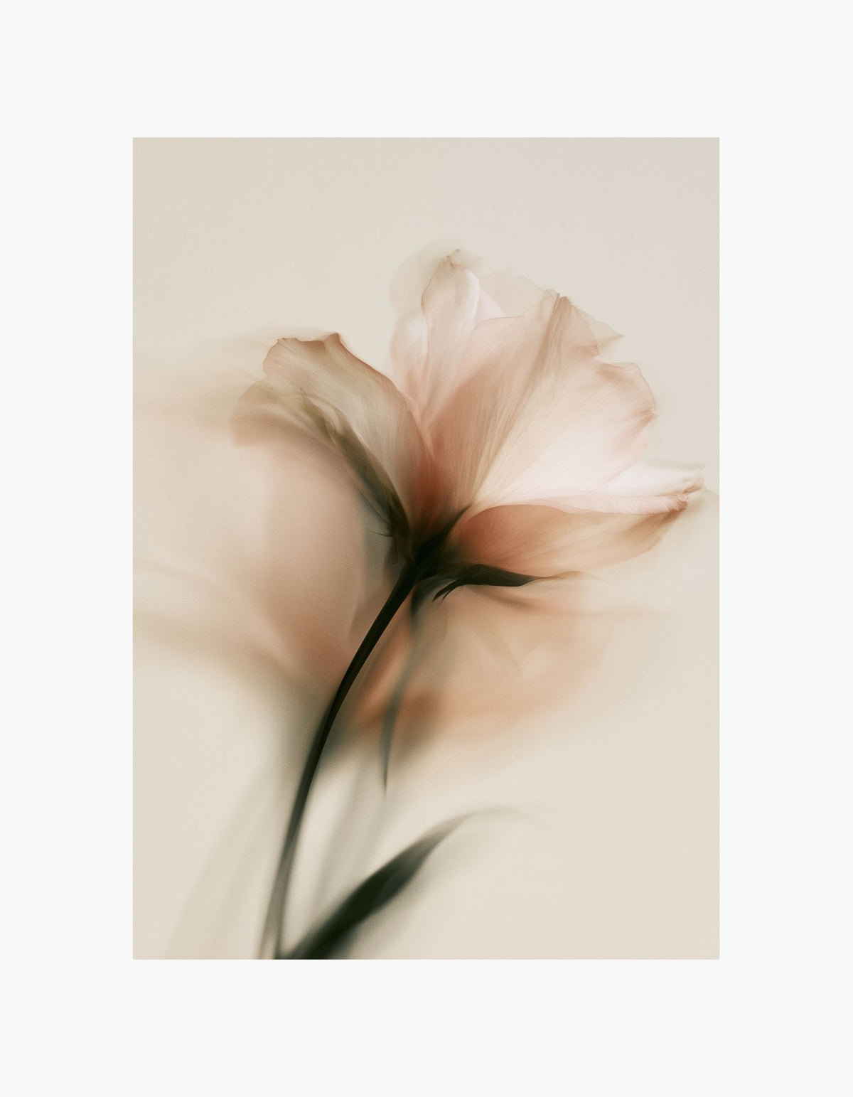 Blush Flower Poster